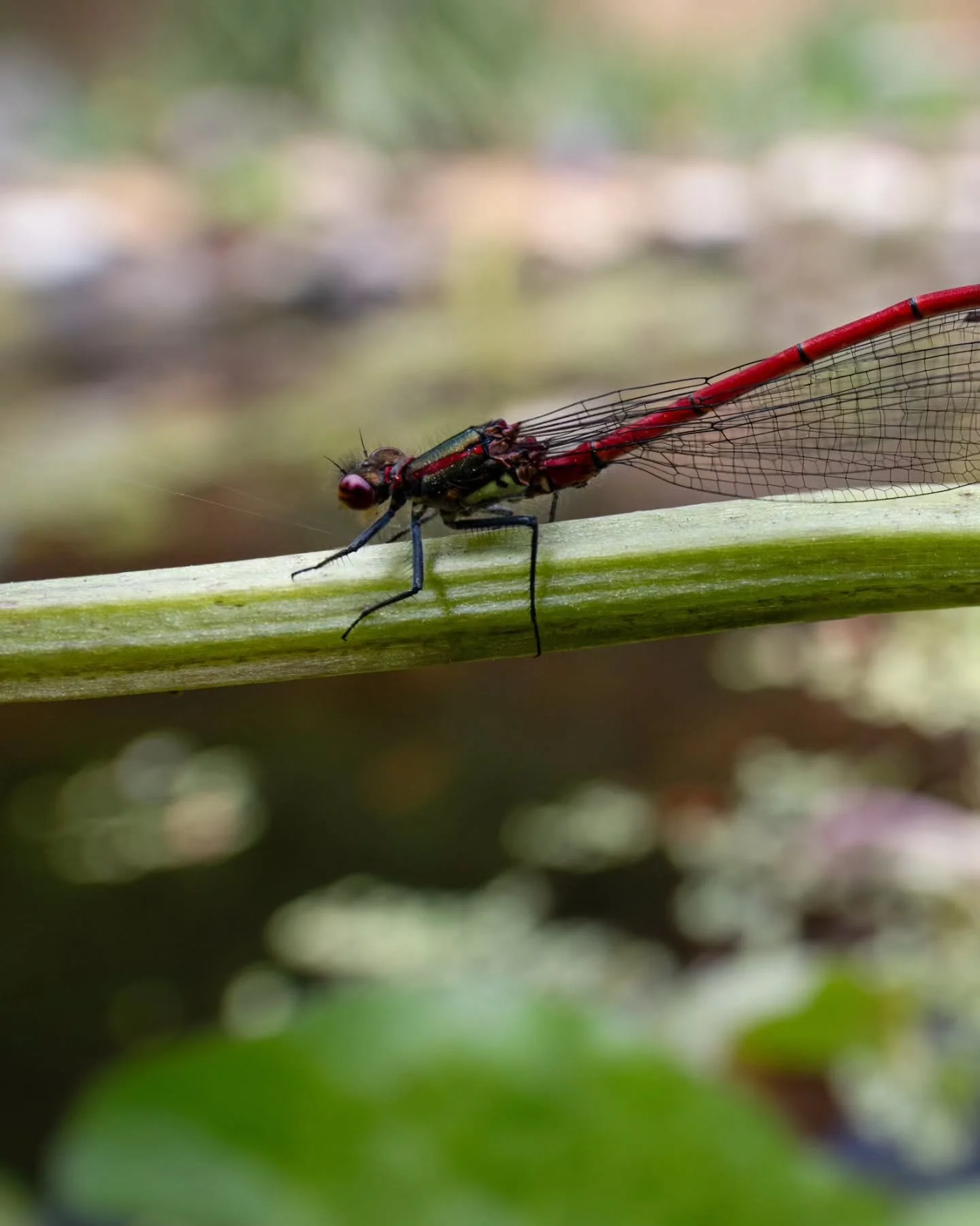 Two red damselflies enjoying the sunshine on the curve of a stem above my wildlife pond ❤️
I love spending time watching what turns up around the pond, from frogs and newts to dragonflies and damselflies, there&rsquo;s always something new to photogr
