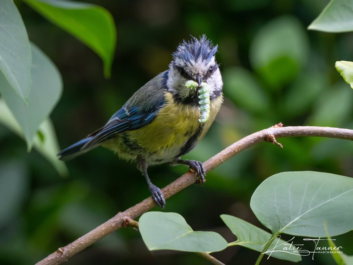 Busy little parent making endless caterpillar deliveries to their babies. 
One thing I love about this time of year is watching the garden come alive with tiny beaks waiting for the next meal. The blue tits have been working non-stop from dawn till d