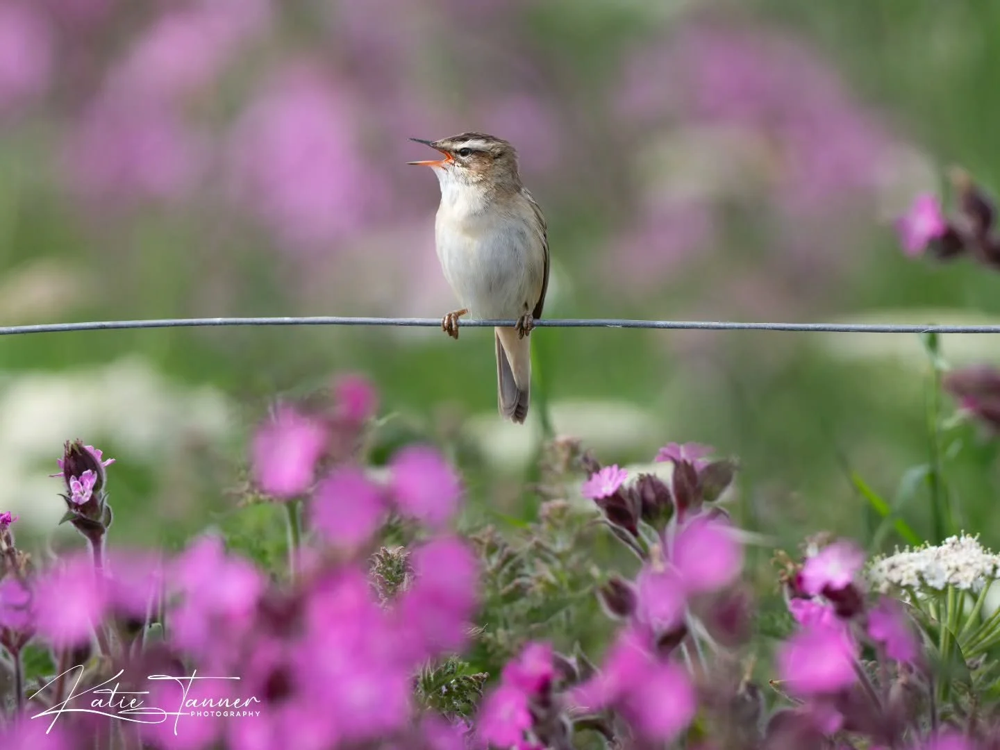 A sedge warbler giving it everything, singing from its floral stage at Bempton Cliffs. Sometimes the smallest birds have the biggest voices.

#SedgeWarbler #BemptonCliffs #BirdPhotography #WildlifePhotography #BritishBirds

@bbcspringwatch @rspb @rsp