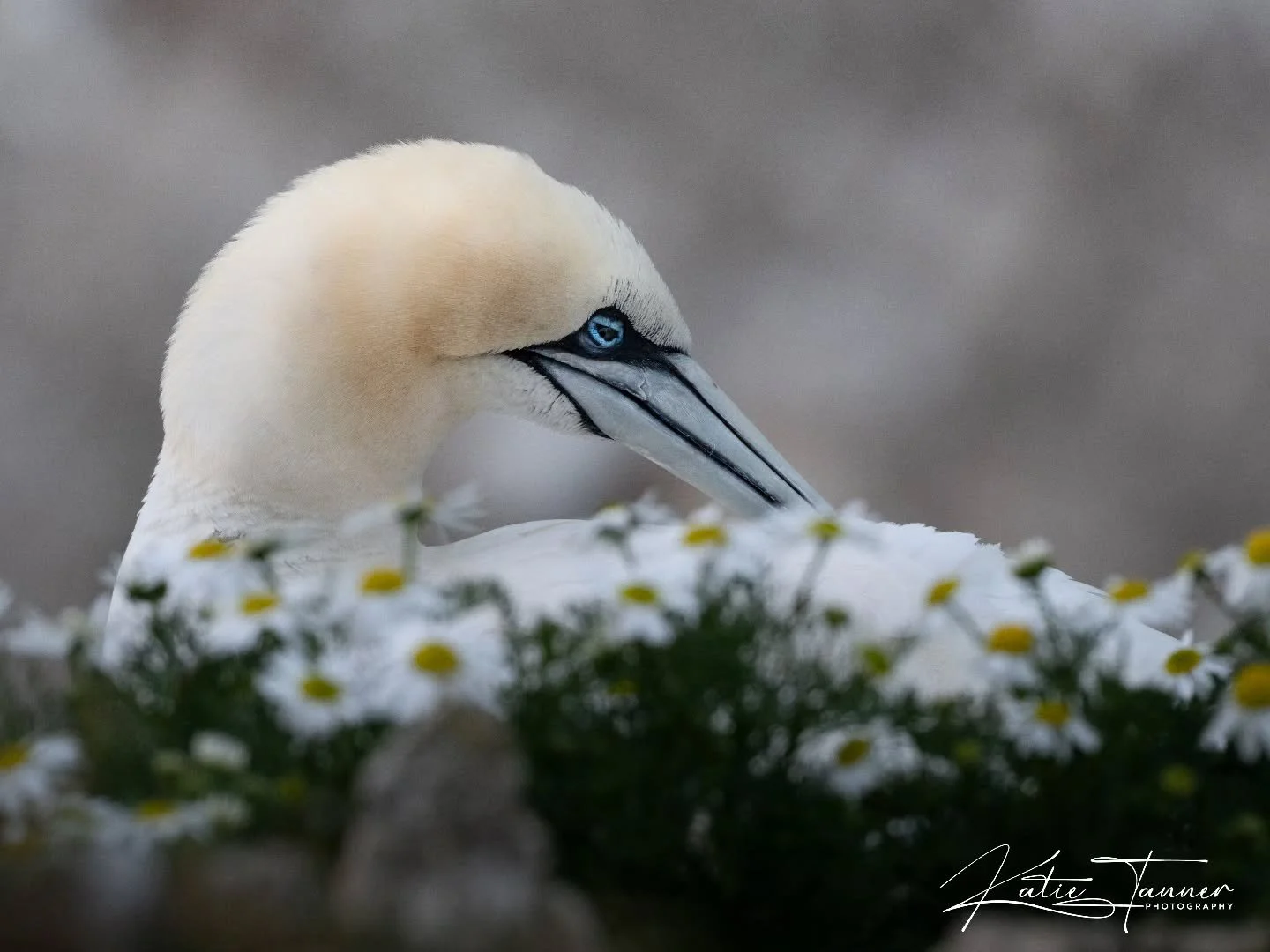 Nestled amongst a sea of daisies on the cliff edge at Bempton Cliffs, this beautiful gannet took a rare moment to rest. 
With those striking blue eyes and soft golden tones, it's easy to see why gannets are one of my favourite seabirds to photograph.