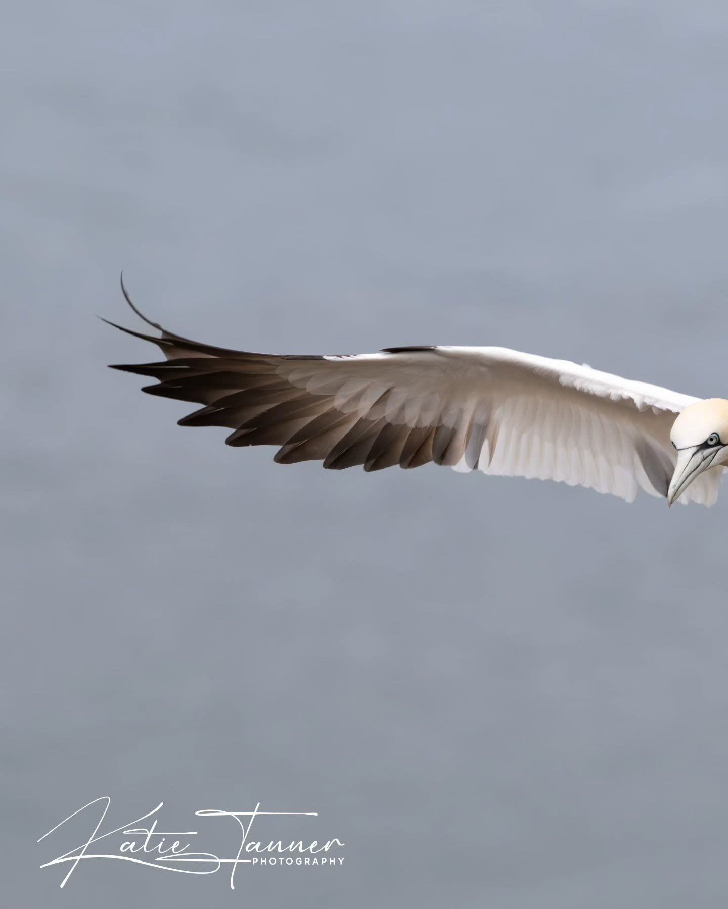 Master of the cliffs.
A northern gannet hangs effortlessly in the air at Bempton Cliffs, every feather working with the wind as it comes in to land. One of Britain's most spectacular seabirds, and always a joy to photograph.
#BemptonCliffs #Gannet #W