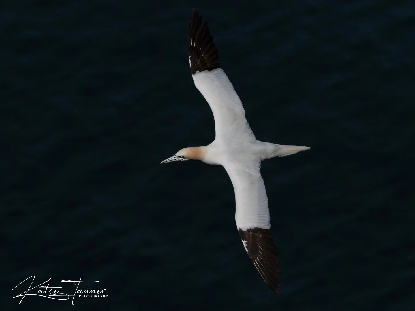 A Northern Gannet glides effortlessly above the deep blue sea at Bempton Cliffs, using the coastal winds to soar with barely a wingbeat. Watching these incredible seabirds in flight is always a highlight of a visit to this spectacular Yorkshire coast