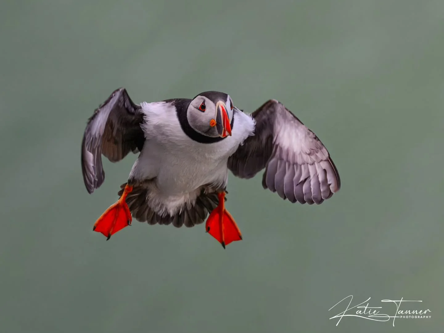 Tiny splash of orange in a sea of seabirds 🧡

With only around 3,000 puffins returning to Bempton Cliffs each year, they can be surprisingly difficult to spot amongst the hundreds of thousands of guillemots, razorbills and other seabirds crowding th