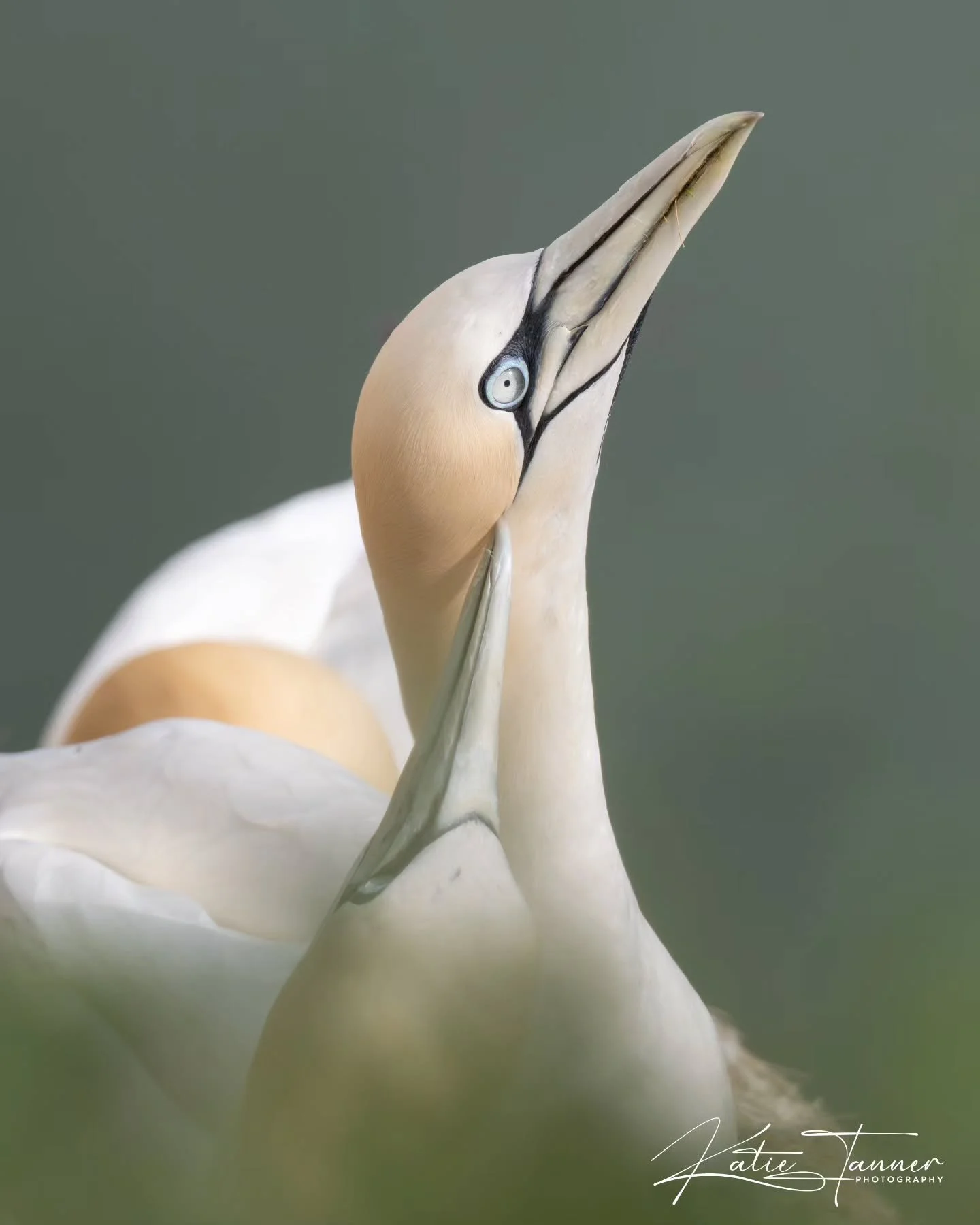 While this gannet's striking blue eye and golden head immediately caught my attention, there's another detail I love in this image. Just visible slightly hidden by the grass, a second gannet is gently touching its partner's cheek  a quiet moment of a