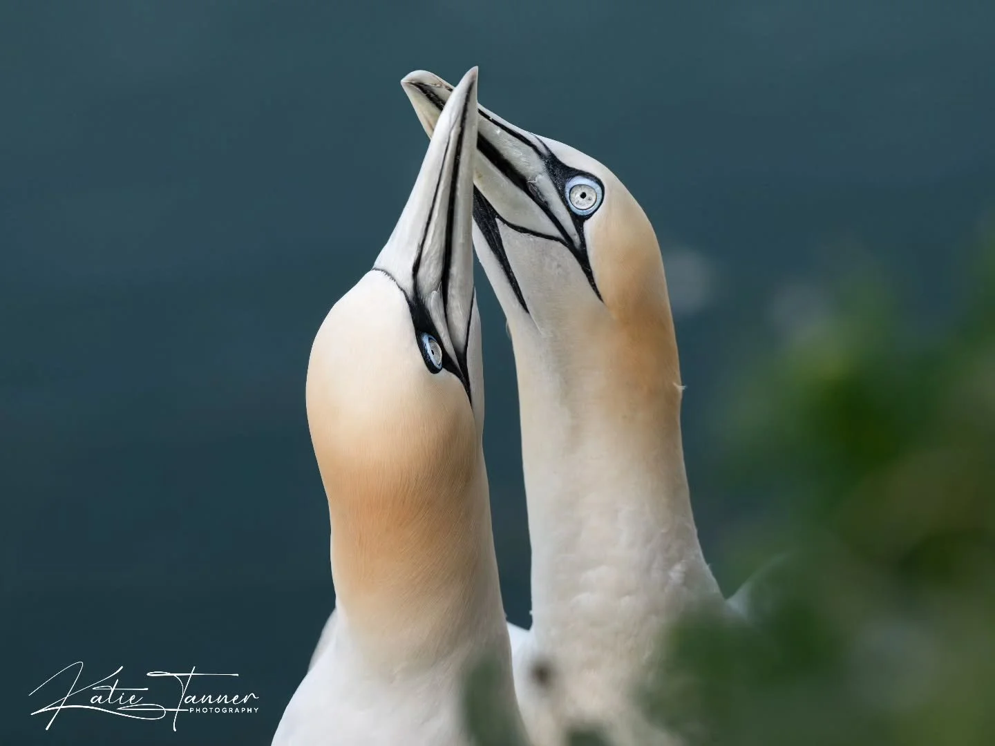 Two gannets, one moment.

At Bempton Cliffs, these spectacular seabirds spend the breeding season strengthening pair bonds through a variety of displays, including gentle bill-touching and "fencing" with their beaks. Watching these interact