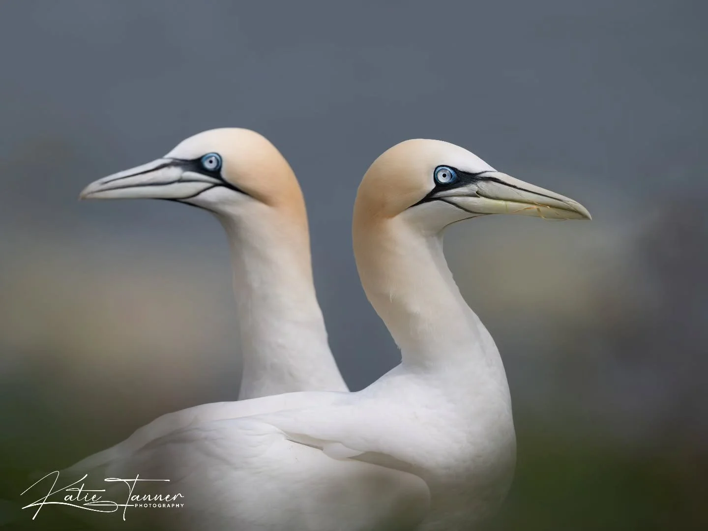 A study in symmetry.
Among the hustle and bustle of Bempton's seabird city, these two gannets paused long enough to create a beautifully balanced portrait. Their pale blue eyes and soft golden crowns stood out against the muted background, while thei