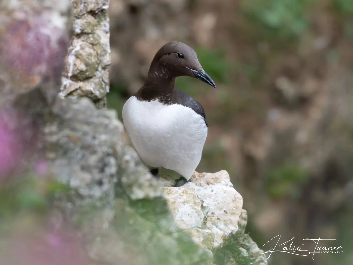 "Is it just me, or is this guillemot looking a little shy? 😊

Perched high on the cliffs, this charming seabird gave me the most coy glance, as if it wasn't quite sure whether to pose for the camera or look away. Those little expressions that s