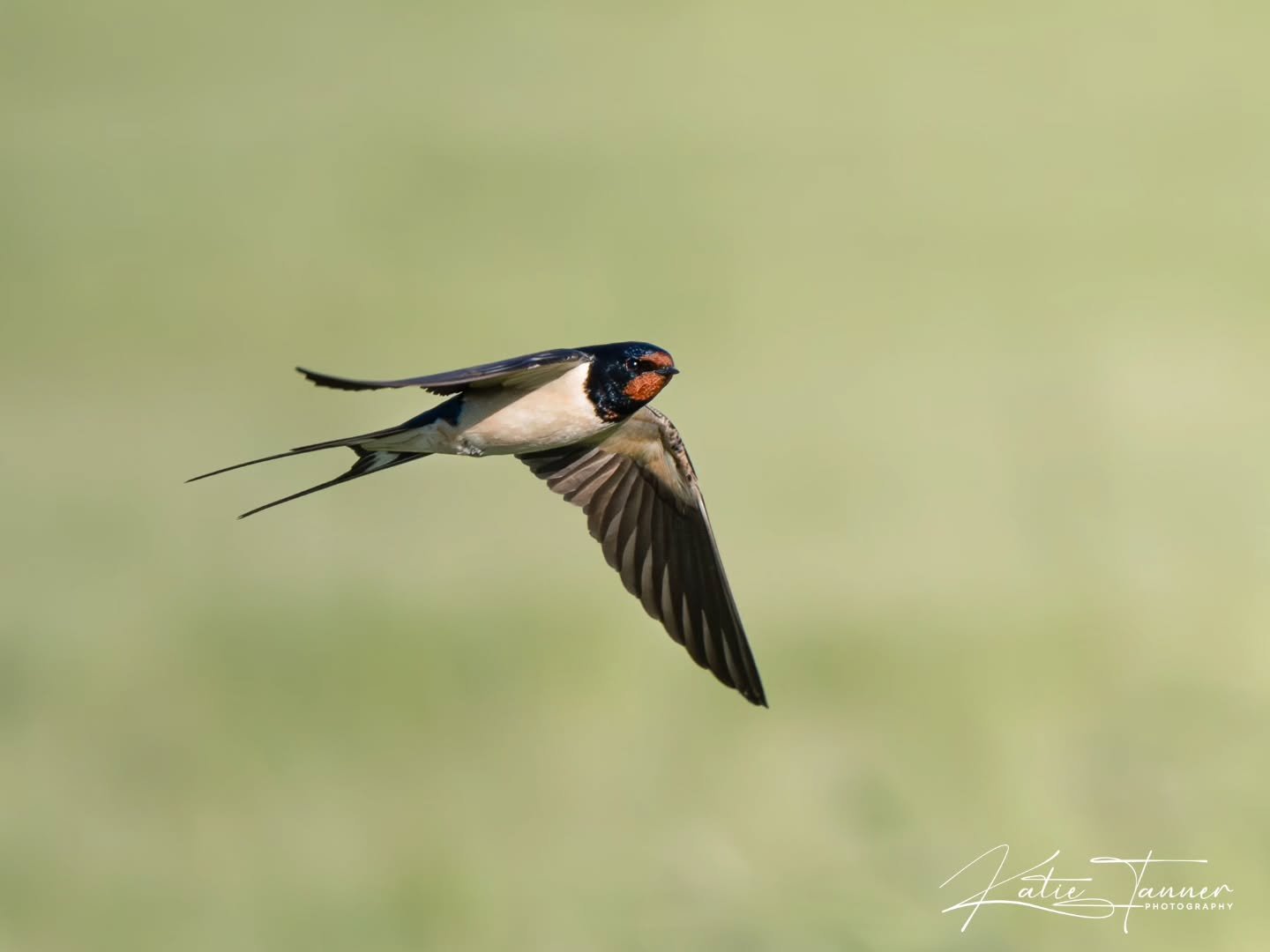 The swallows around our campsite provided endless entertainment, darting and swooping through the air from dawn until dusk. Their speed and unpredictable flight patterns make them one of the most challenging birds to photograph, and capturing one in 
