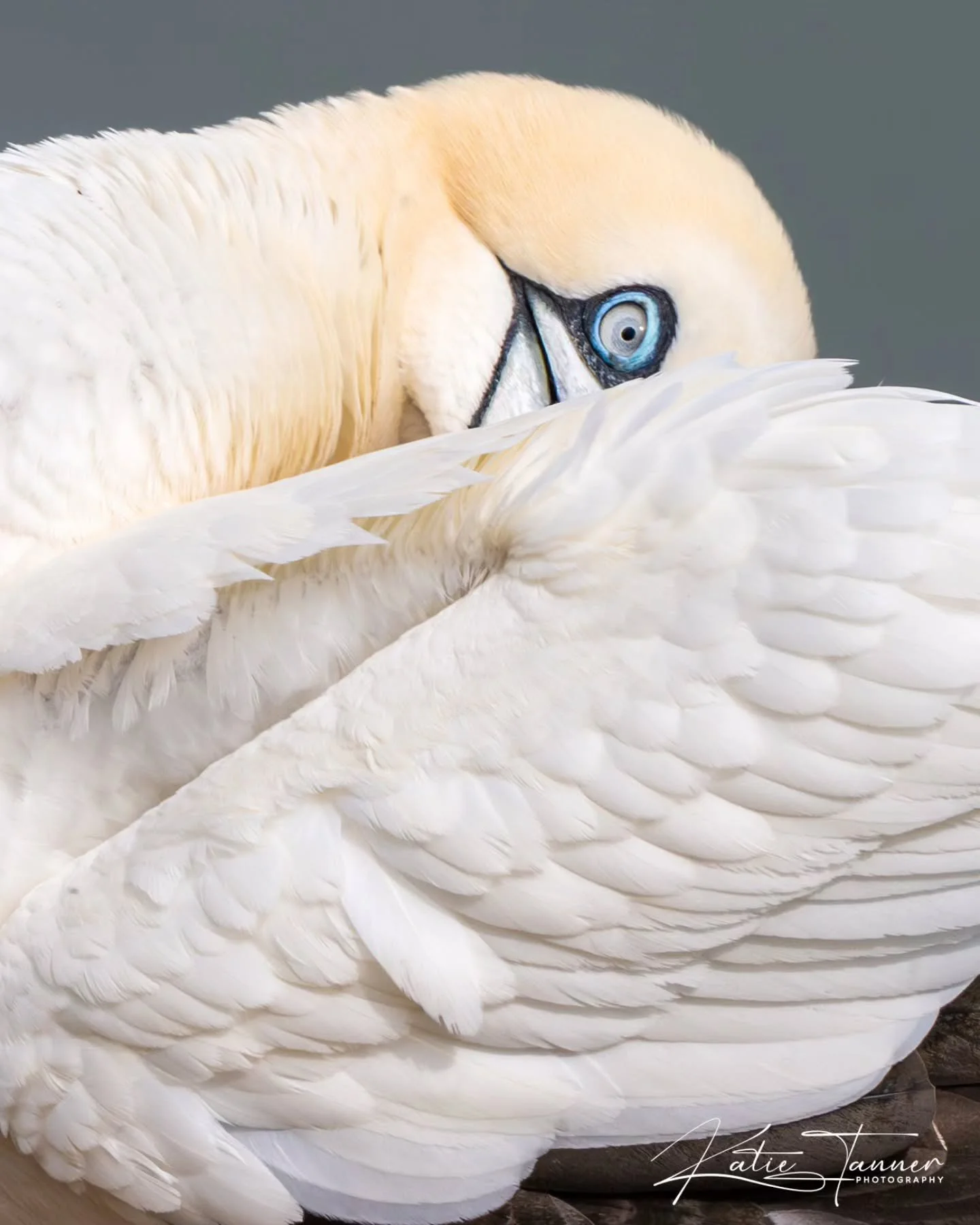 A moment of quiet maintenance on the cliffs.

Gannets spend a surprising amount of time preening, carefully working through their feathers to keep them clean, waterproof and in perfect condition for life at sea. I captured this close-up as this bird 