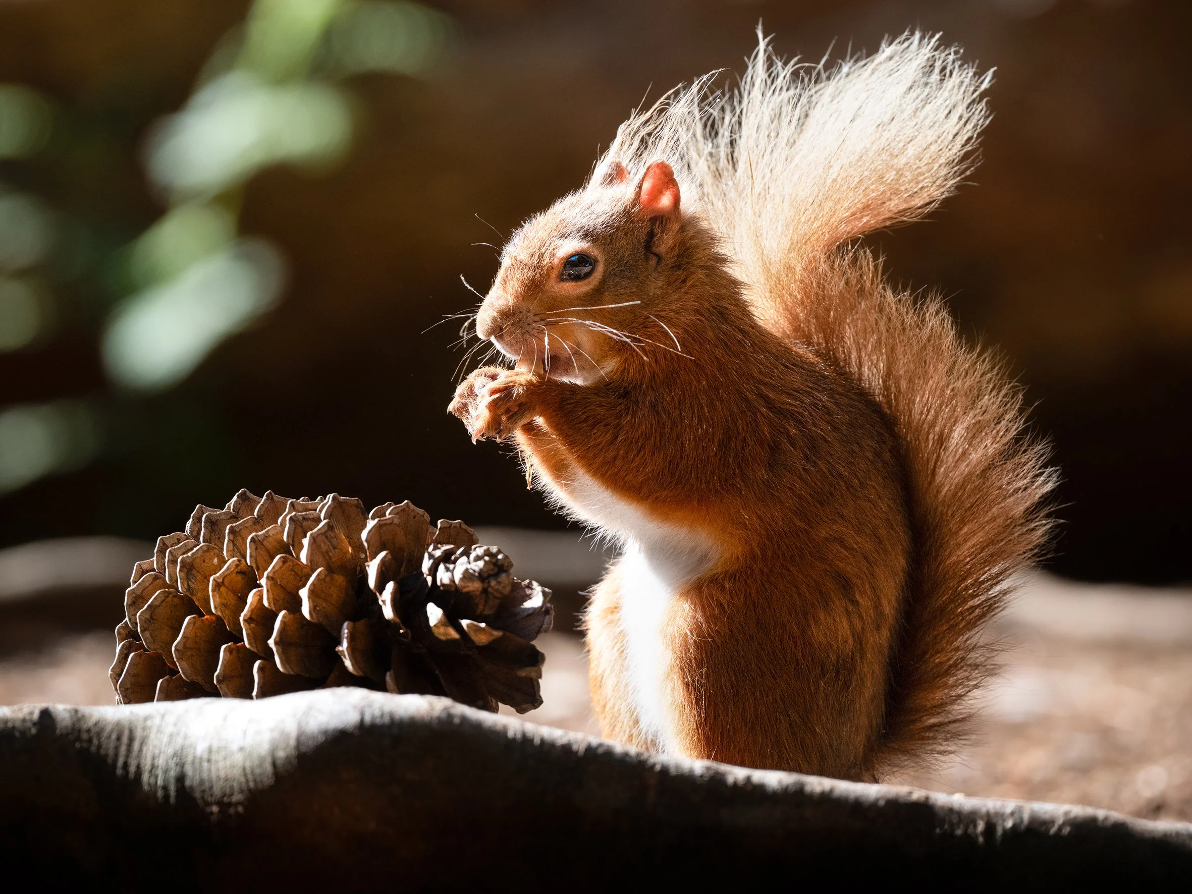 A Wildlife-Filled Escape to Brownsea Island - May 2025