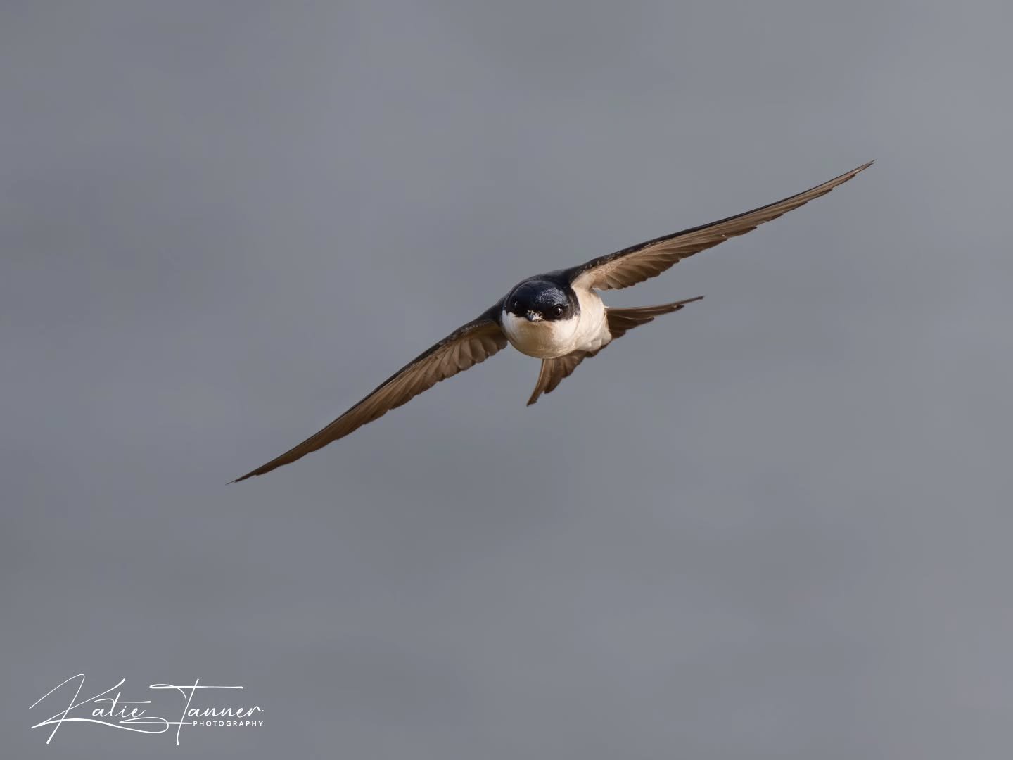 We took a short break during an early morning walk at Thornwick Bay and were treated to a wonderful display from the local house martins.
They were constantly whizzing around our heads, darting and swooping through the air with incredible speed and a
