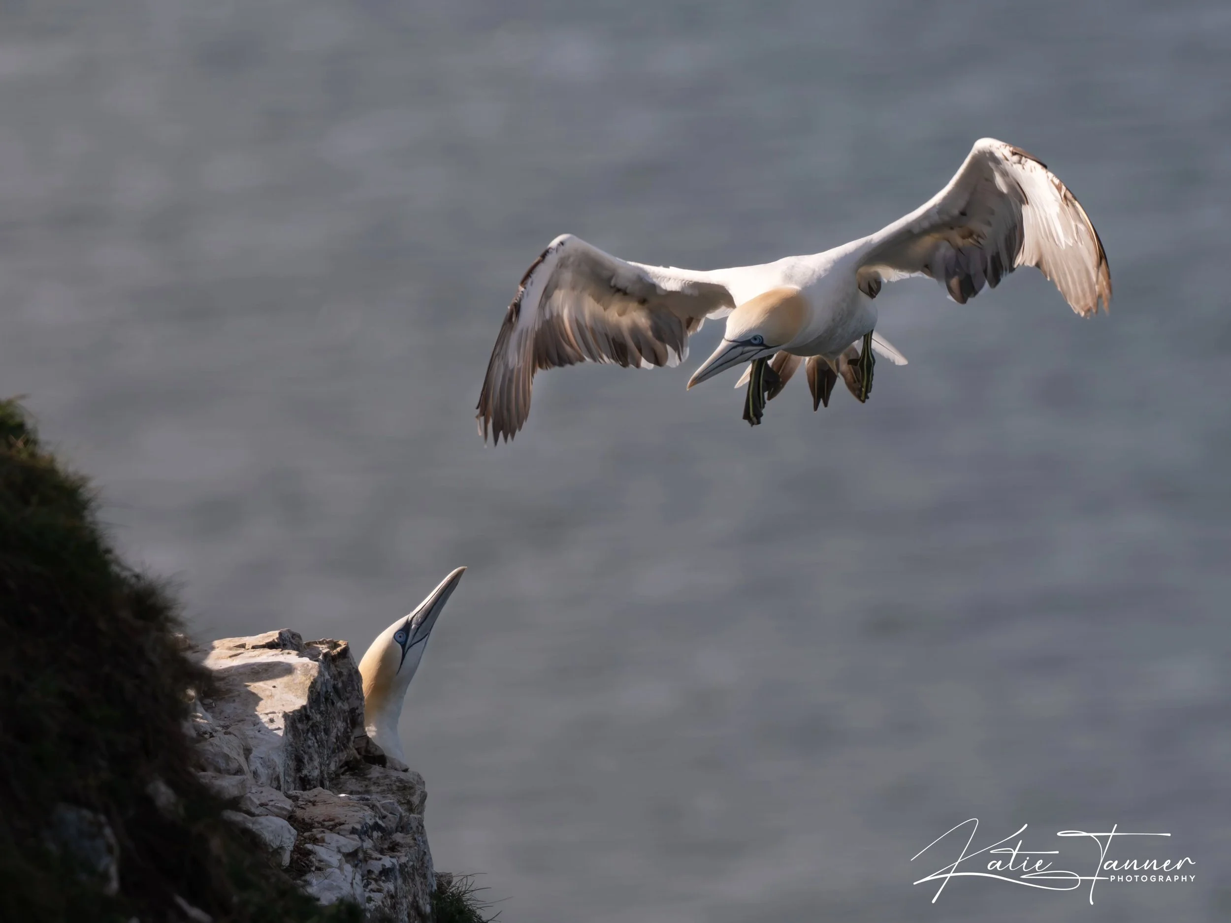 Homecoming at the Cliffs

One of my favourite sights at Bempton Cliffs is watching the gannets return to their nests. After spending time out at sea, they come gliding back to the towering chalk cliffs with incredible precision, wings spread wide as 