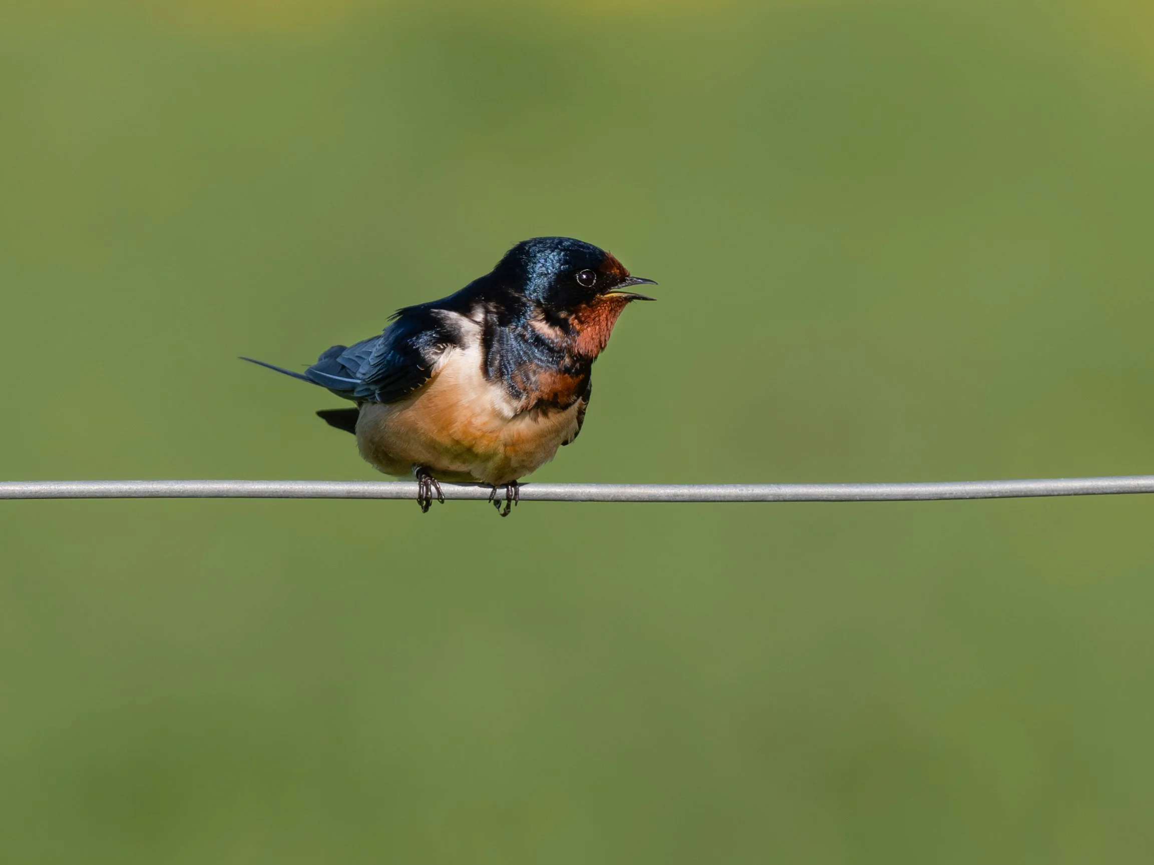 DSC_2476-Edit.JPG