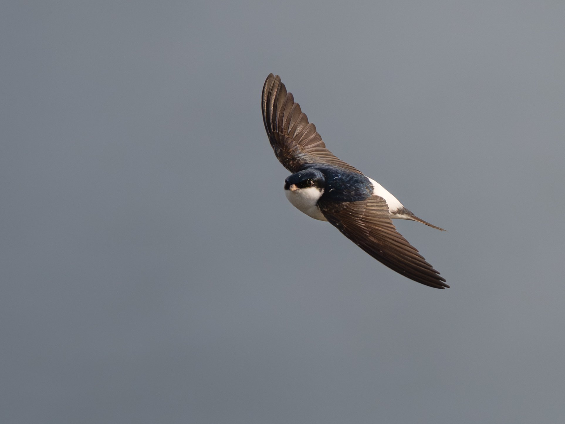 DSC_3720-Edit.JPG