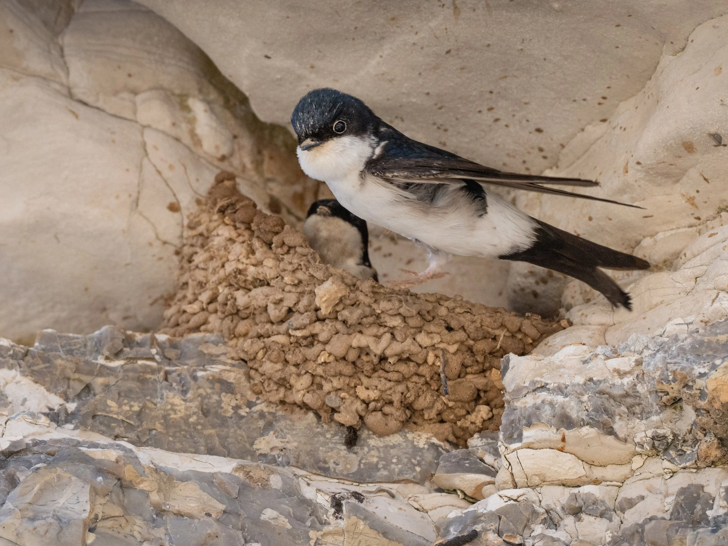 DSC_6649-Edit.JPG