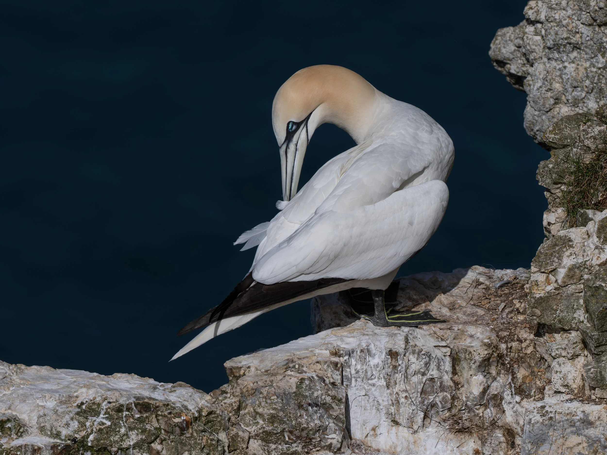 DSC_4558-Edit-2.JPG
