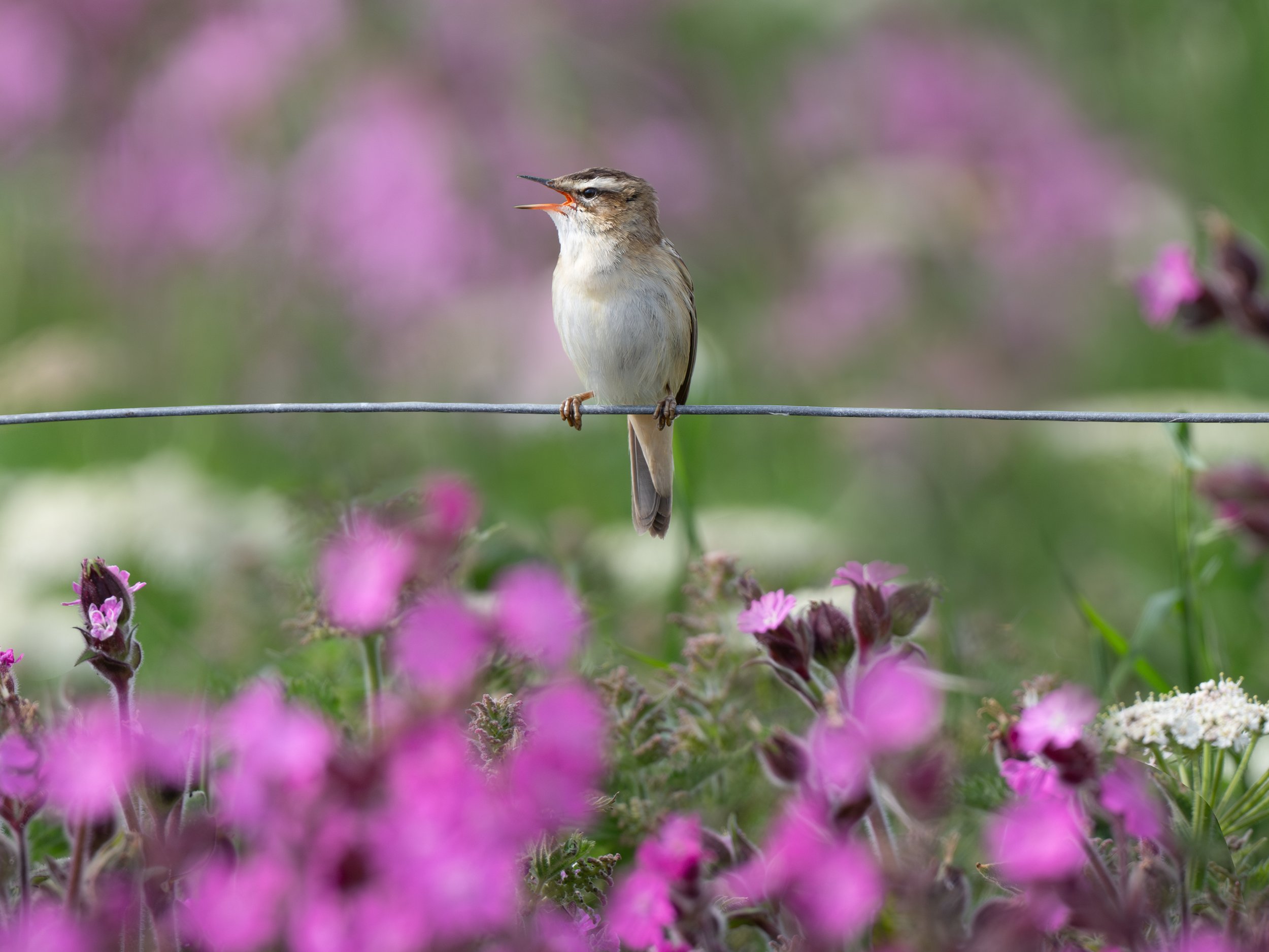 DSC_0531-Edit.JPG