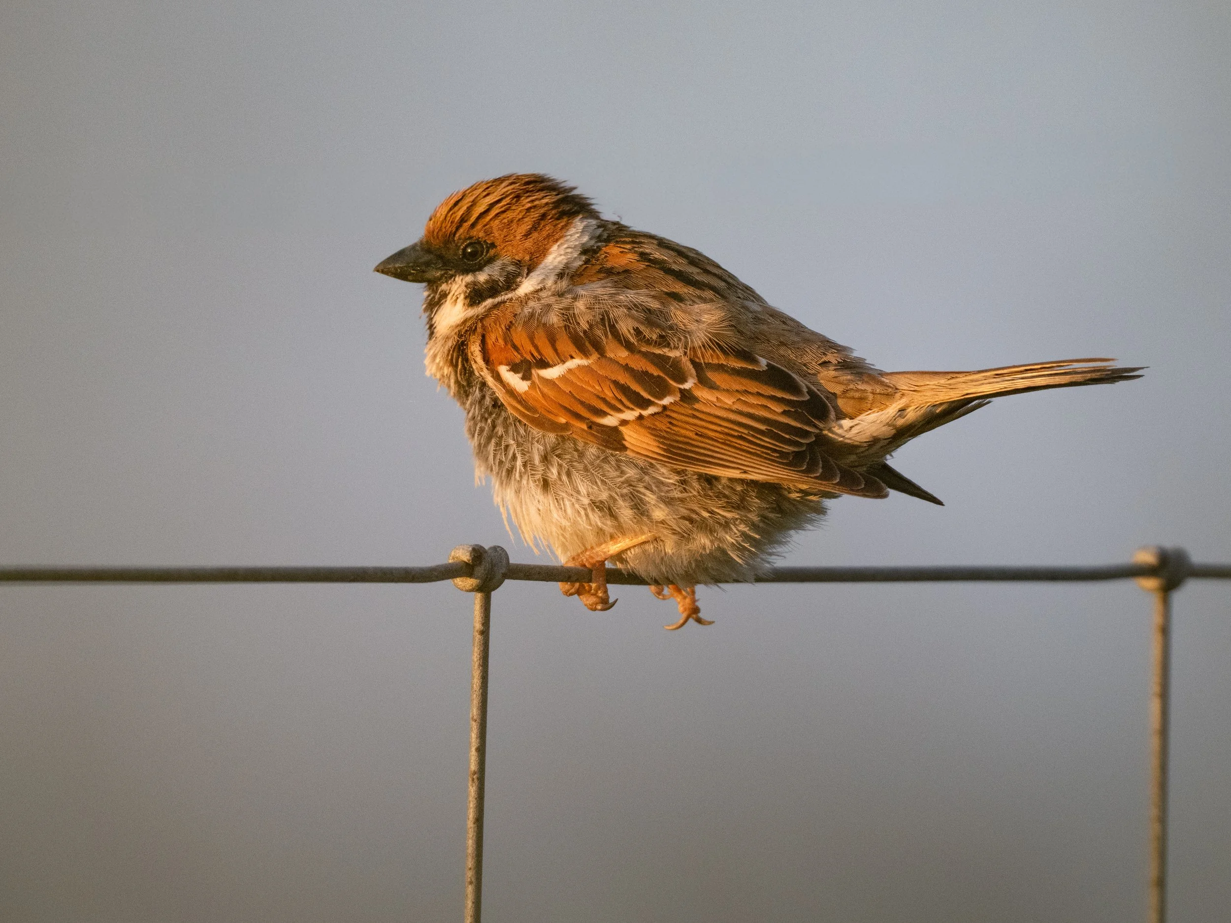 DSC_6252-Edit.JPG