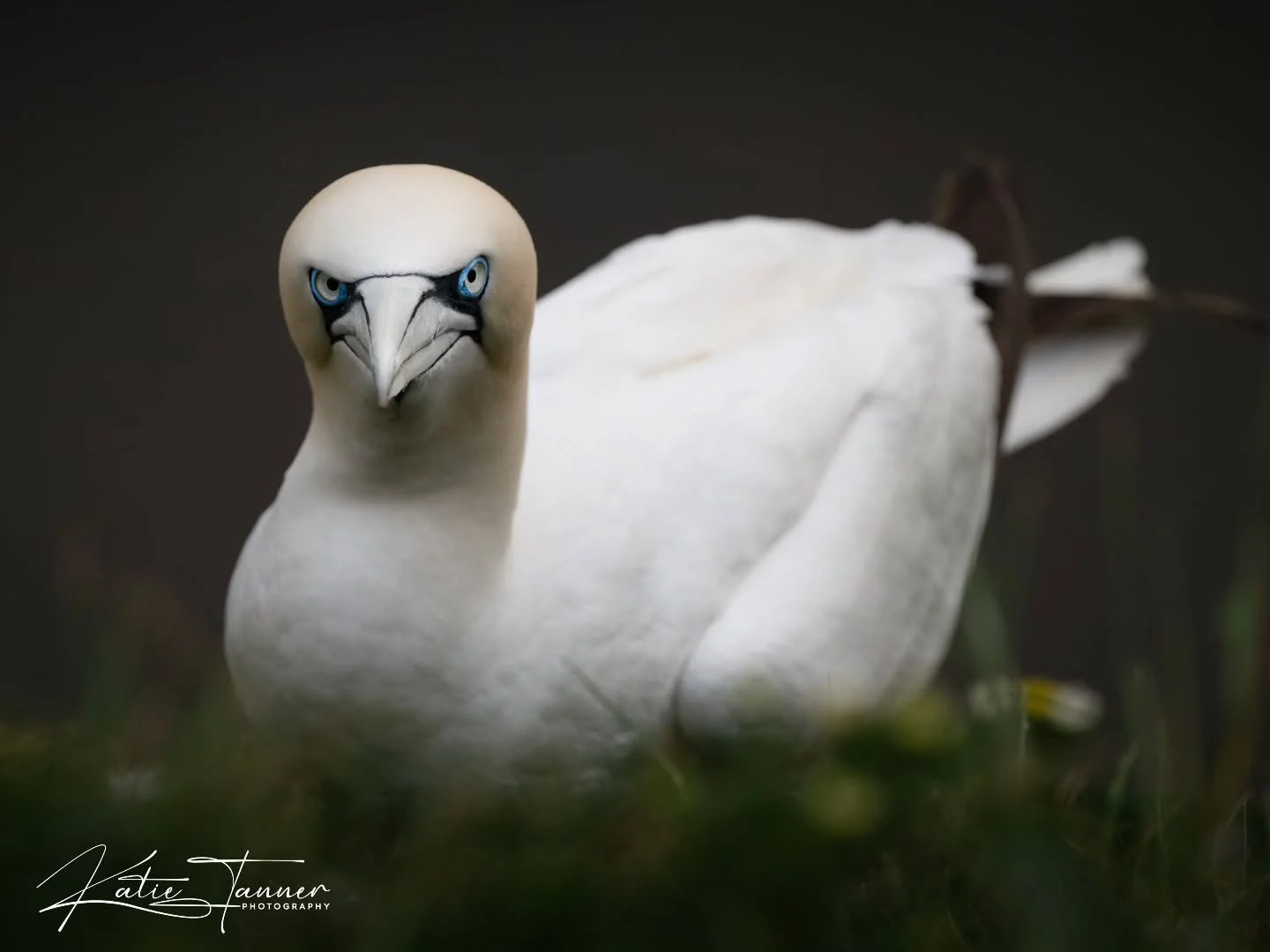 "Excuse me... do you mind? I'm trying to brood here."

The blue eyes. The immaculate white feathers. The expression that says you've just interrupted an extremely important meeting.

This Northern Gannet was sitting quietly amongst the gras