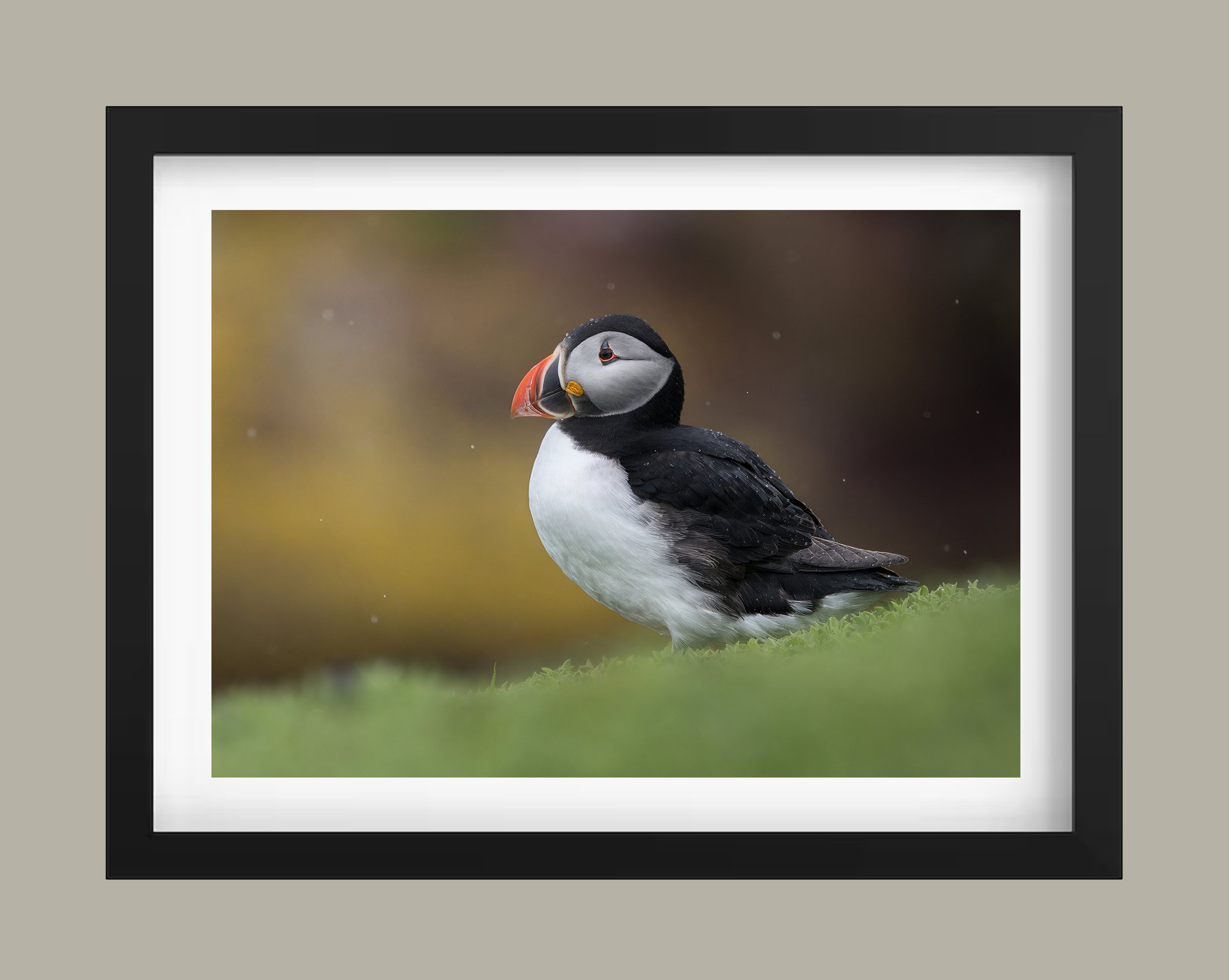 Puffin in the rain