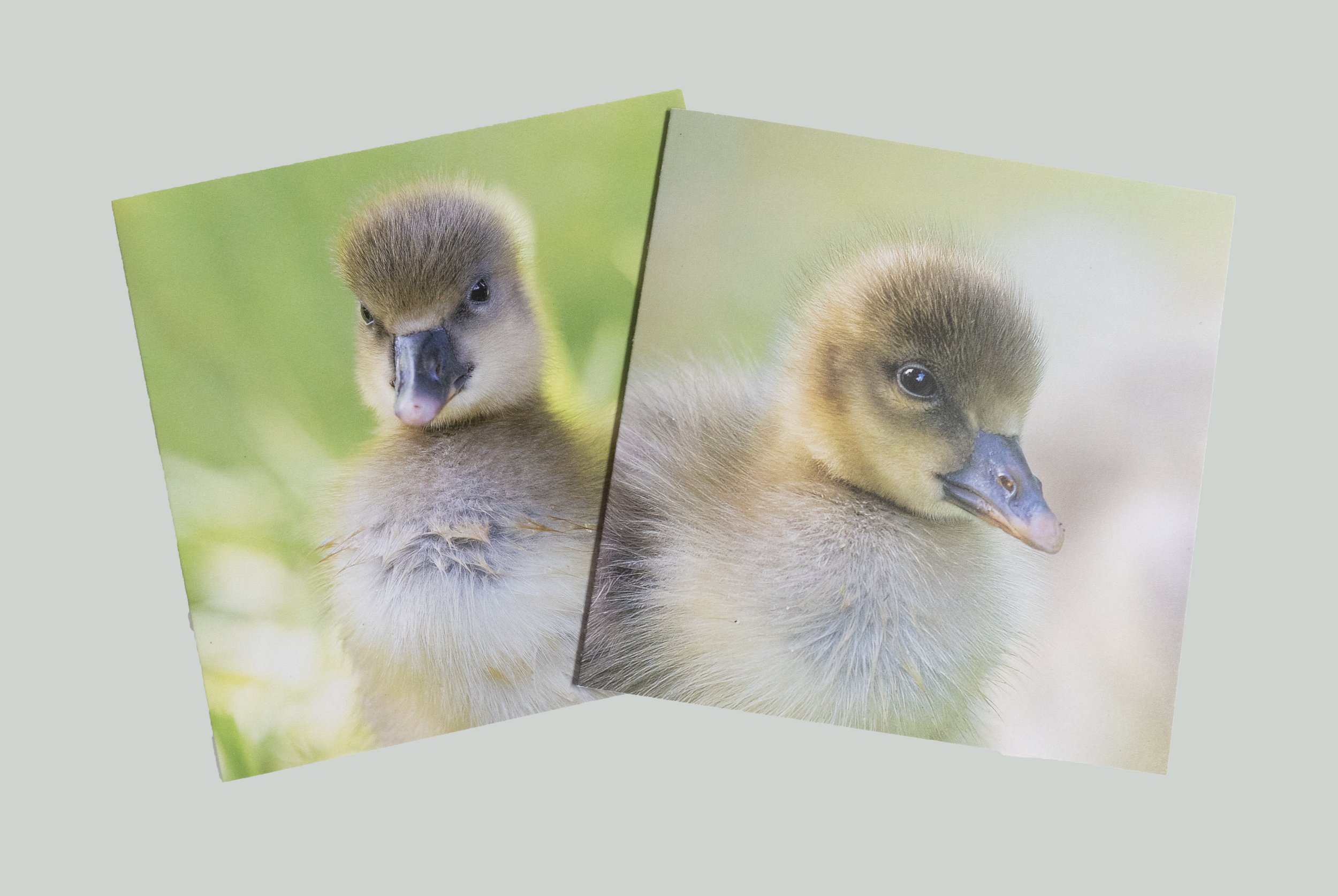 two gosling duckling.jpg