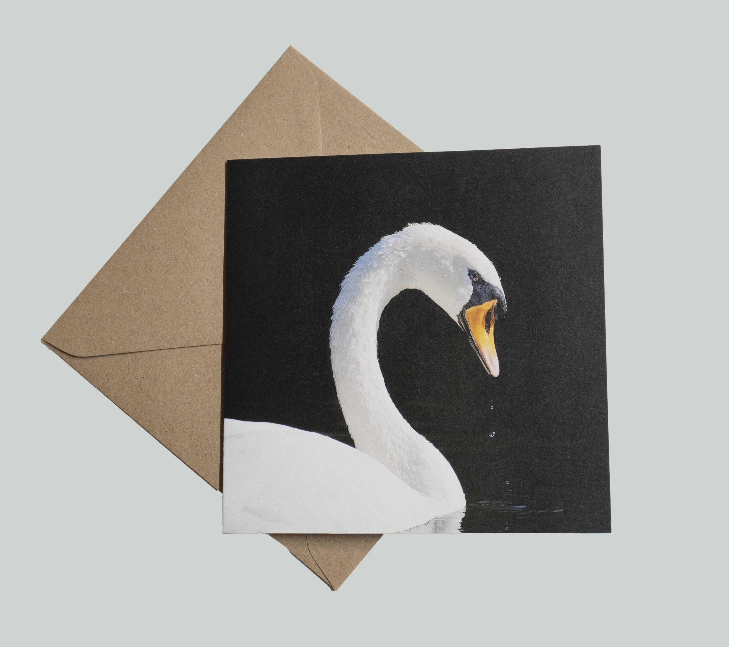 swan.jpg