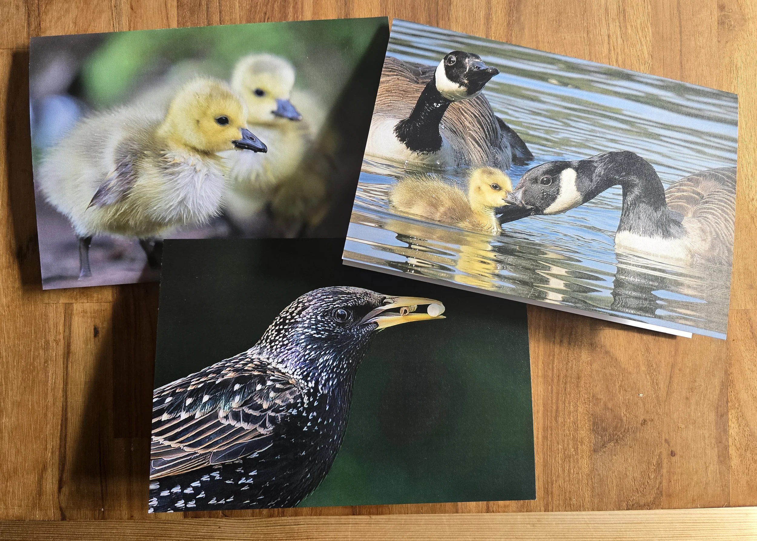 6 Pack wildlife photo greeting cards - All profits from every card sale help support The Joanna Wildlife Hospital