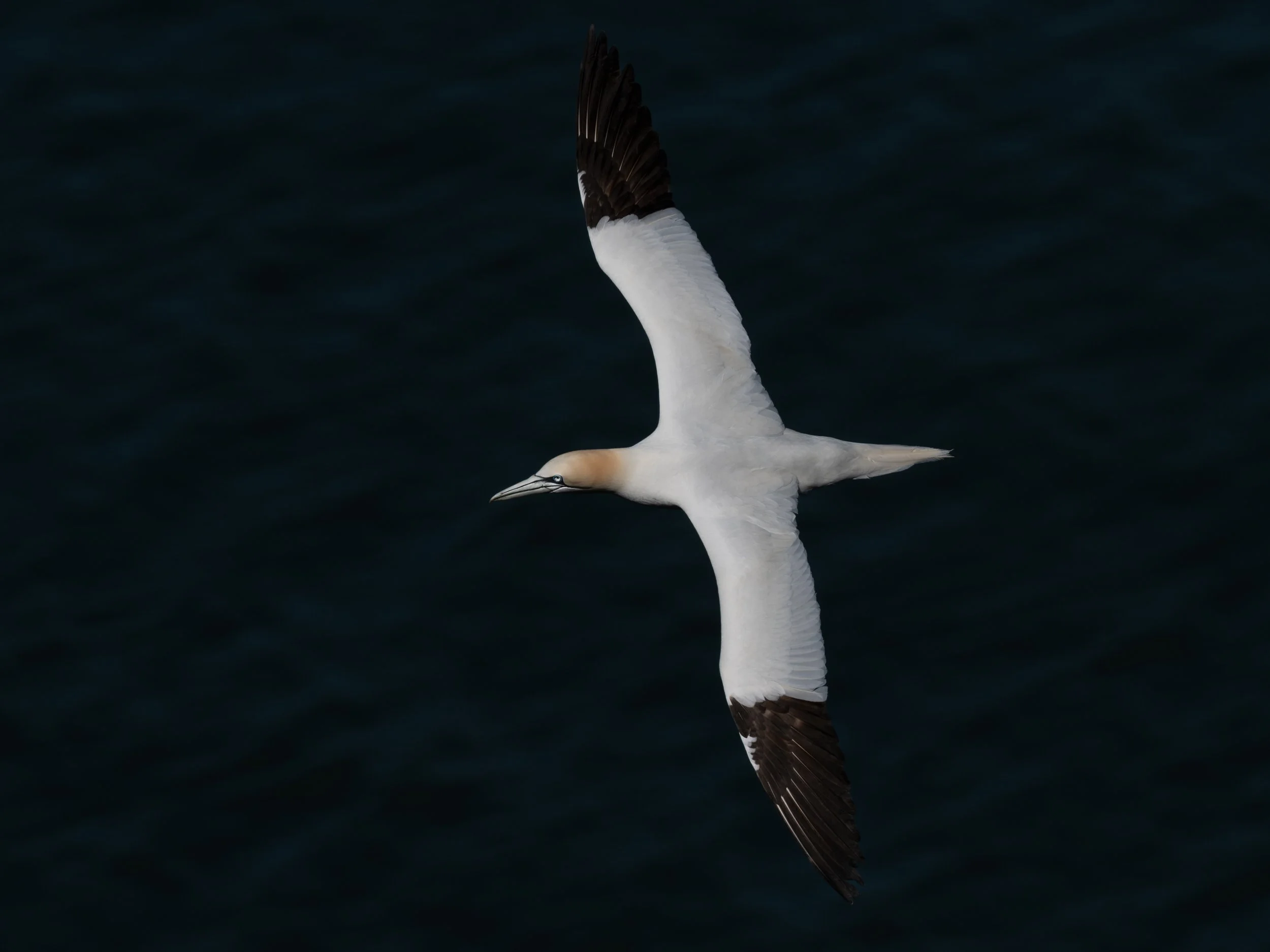 DSC_4340-Edit.JPG