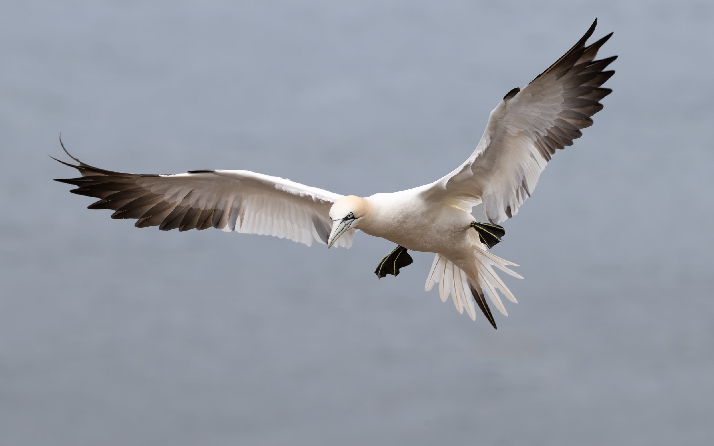 DSC_1982-Edit.JPG