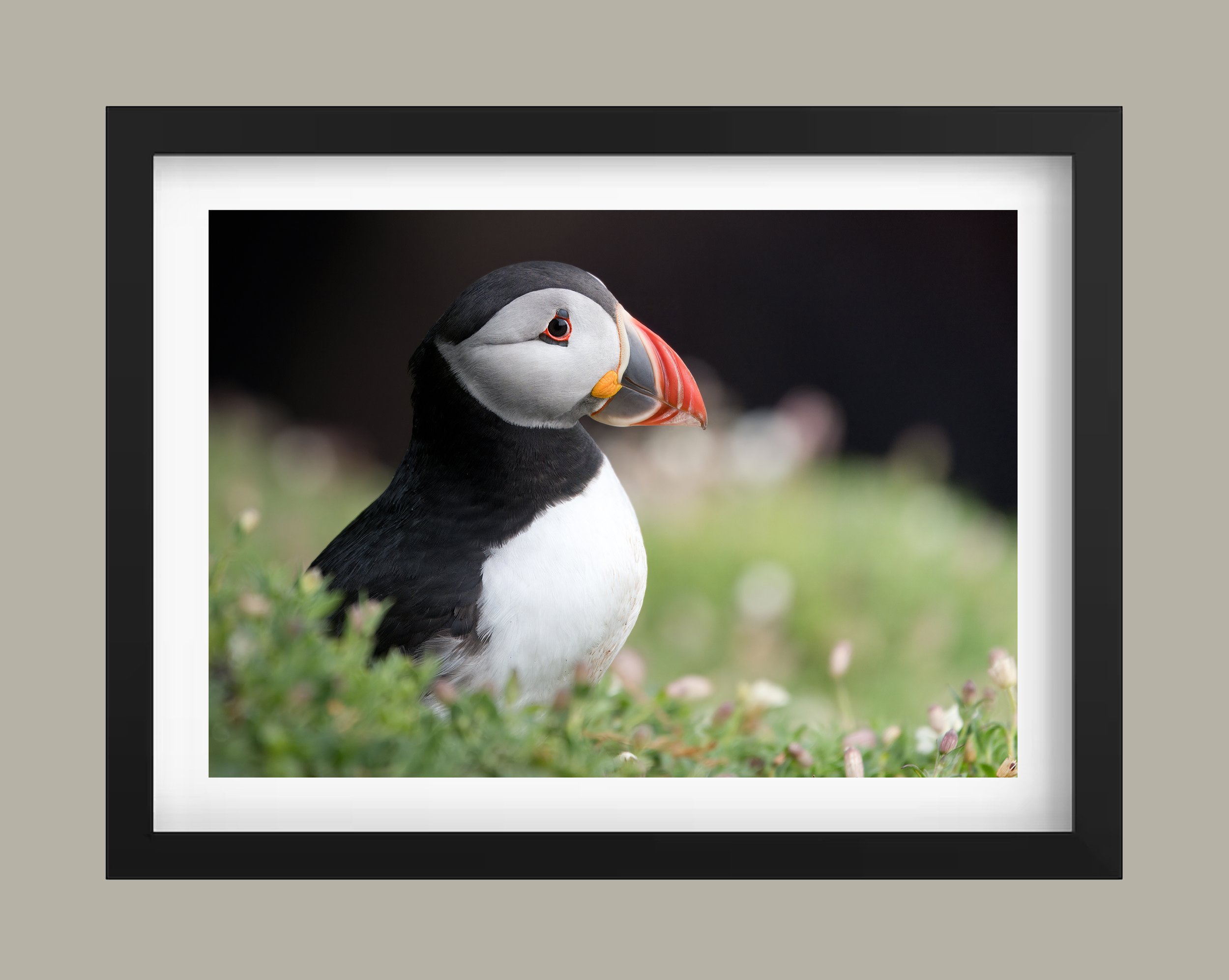 Puffin in the champion 2