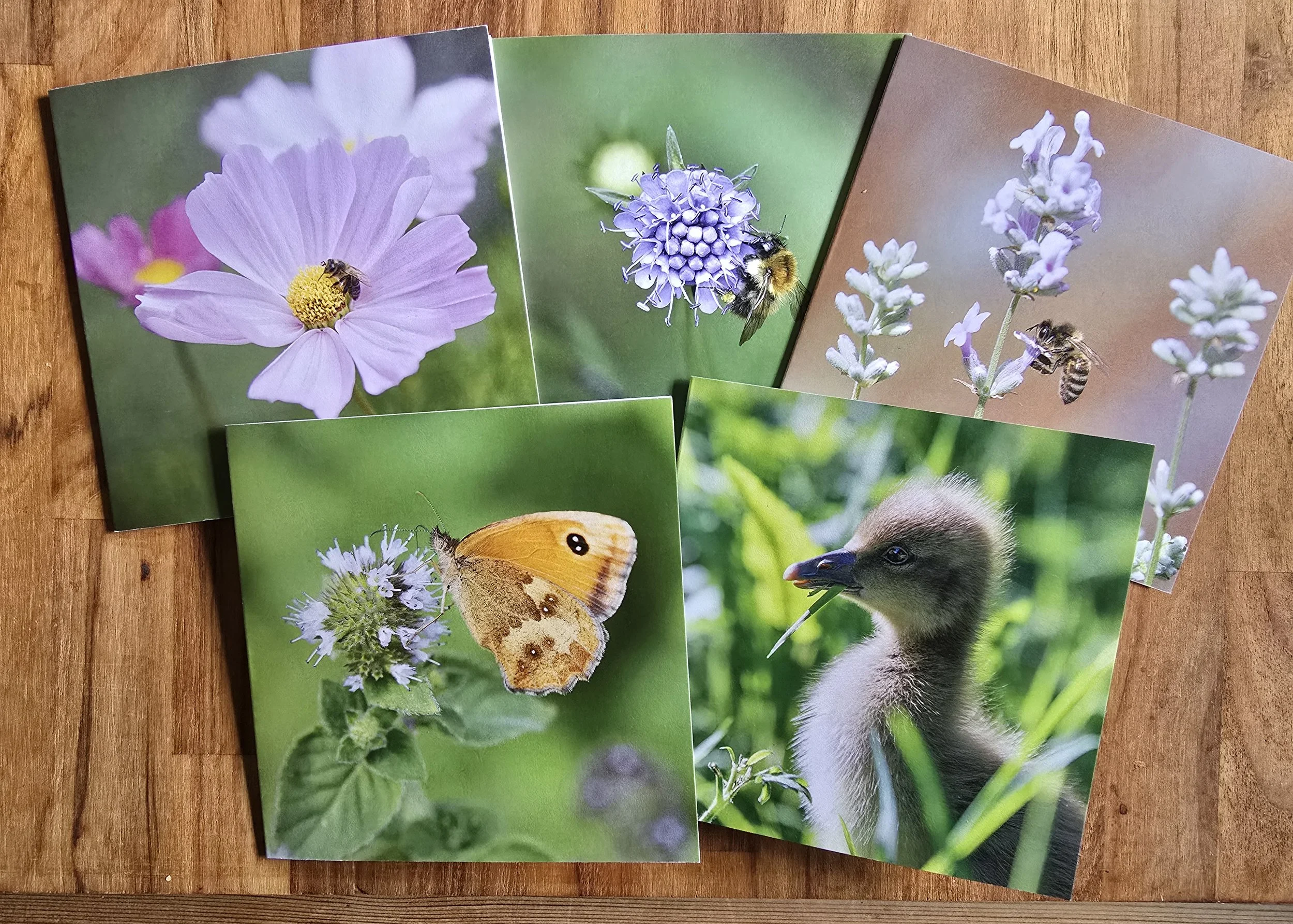 10 pack wildlife photo greeting cards - All of profits from every card sale help support The Joanna Wildlife Hospital