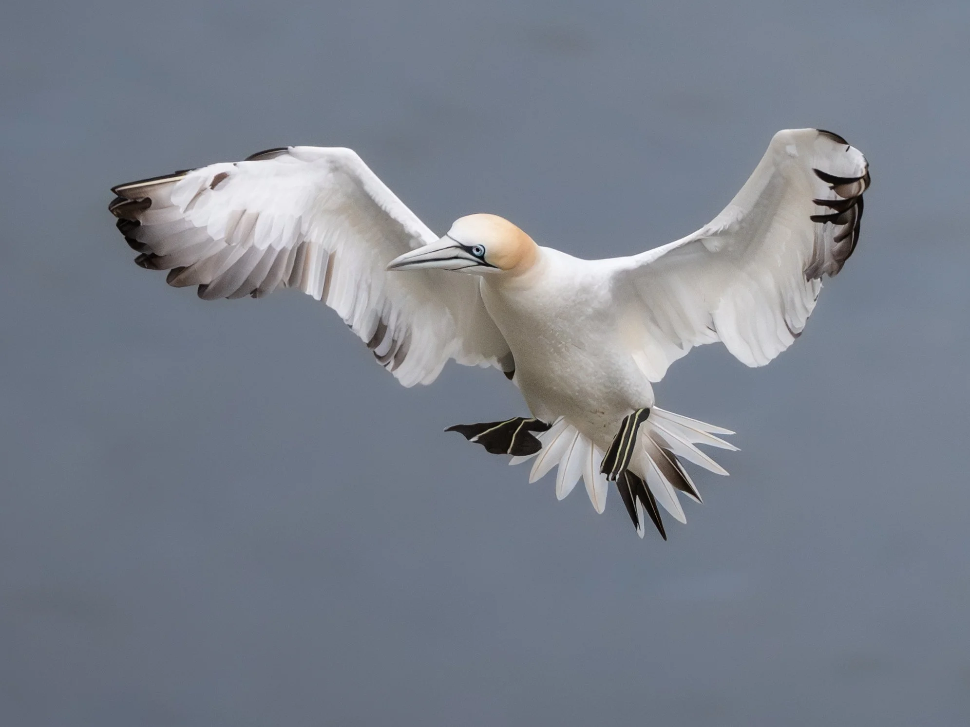 DSC_9398-Edit.JPG