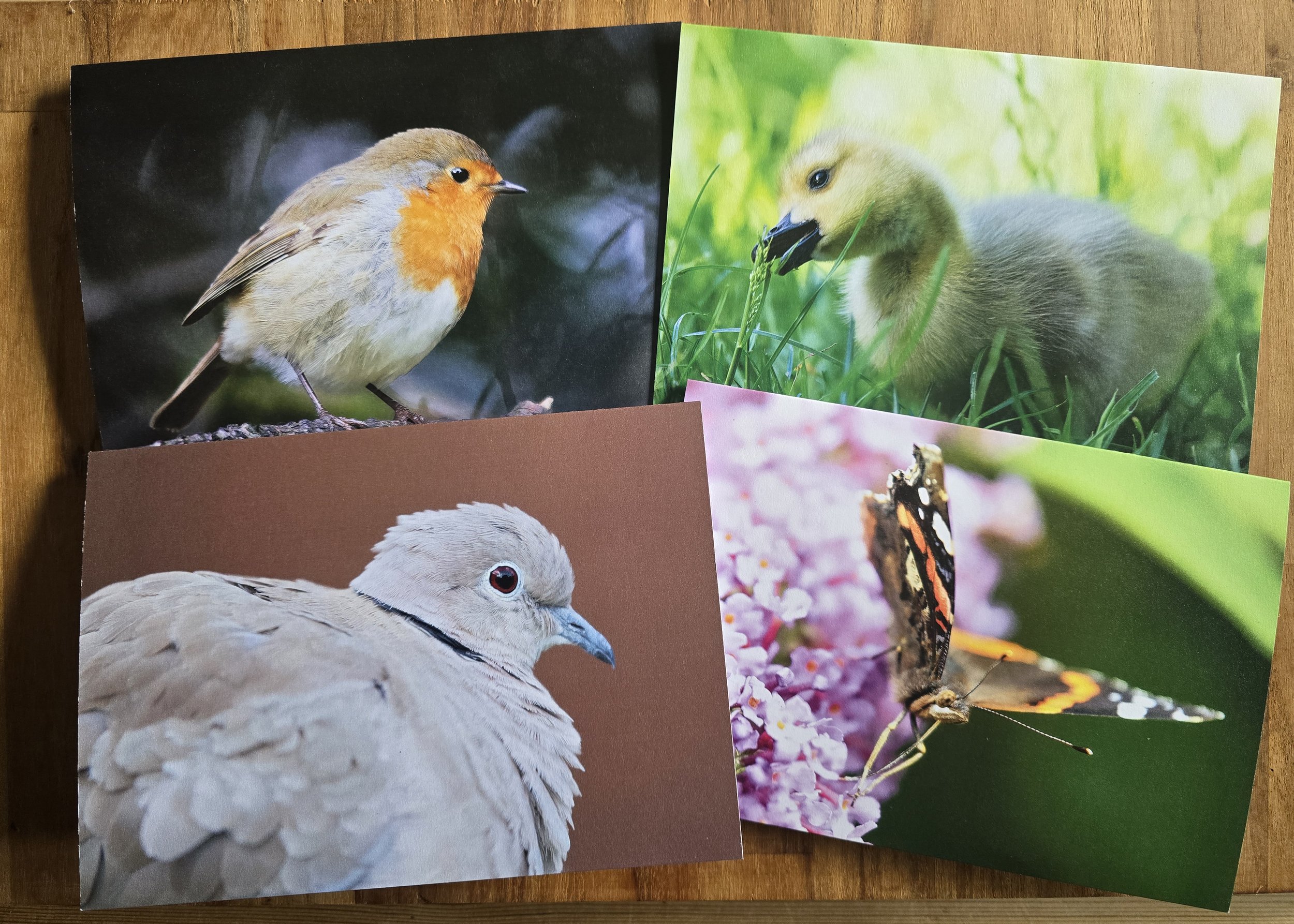 4 Pack wildlife photo greeting cards - All profits from every card sale support The Joanna Wildlife Hospital