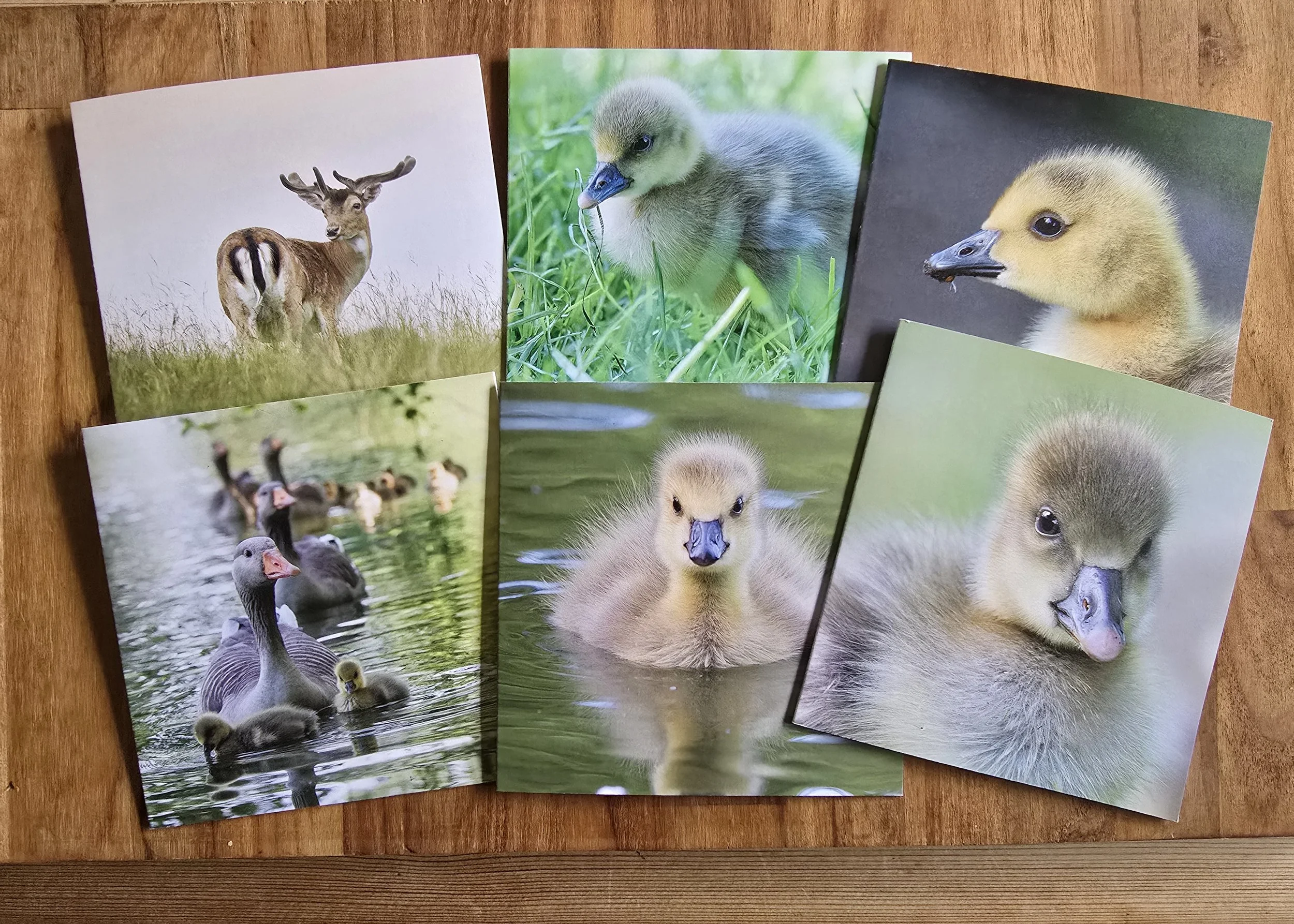 6 pack greeting cards - All profits from every card sale support The Joanna Wildlife Hospital