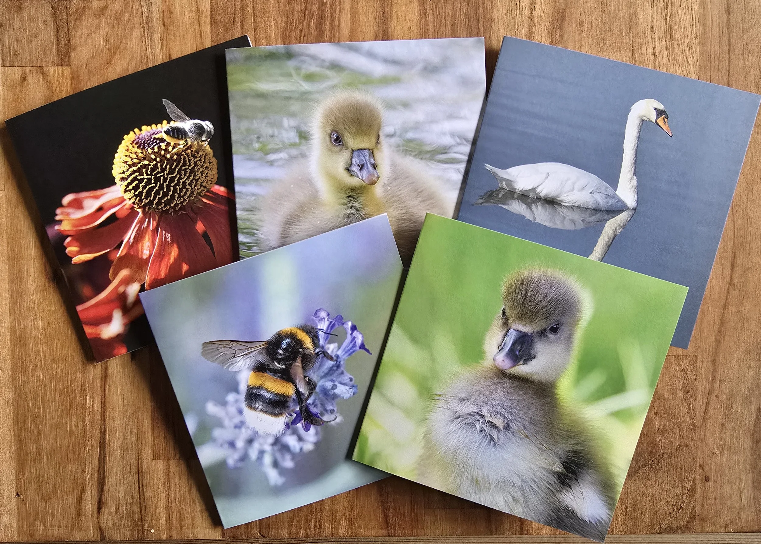 10 pack wildlife greeting cards  - All profits from every card sale help support The Joanna Wildlife Hospital