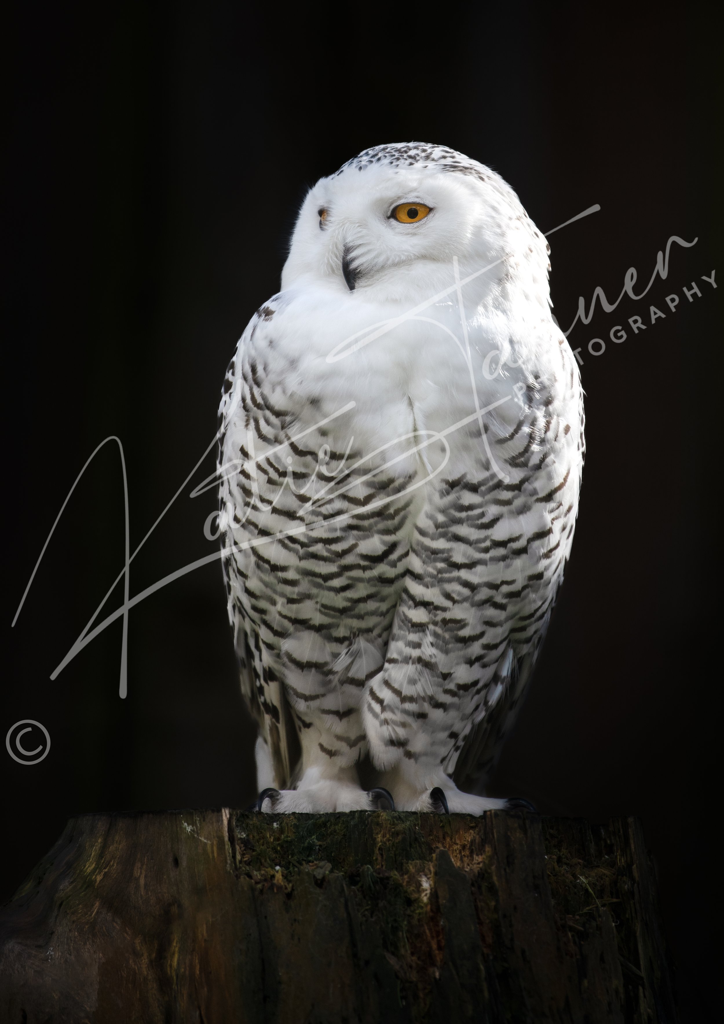 snowy owl statue watermarked.jpg
