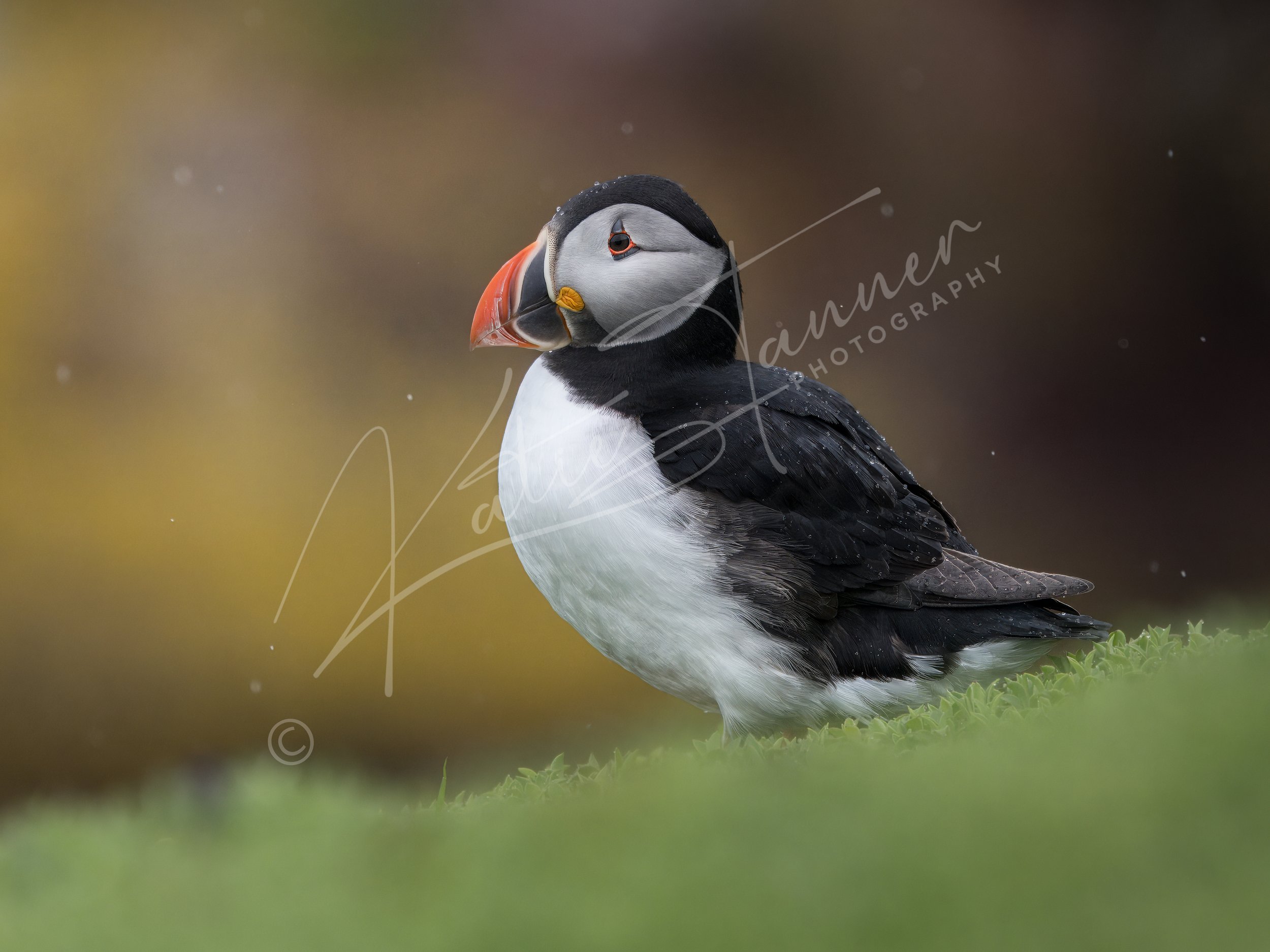 puffin rain watermarked.jpg