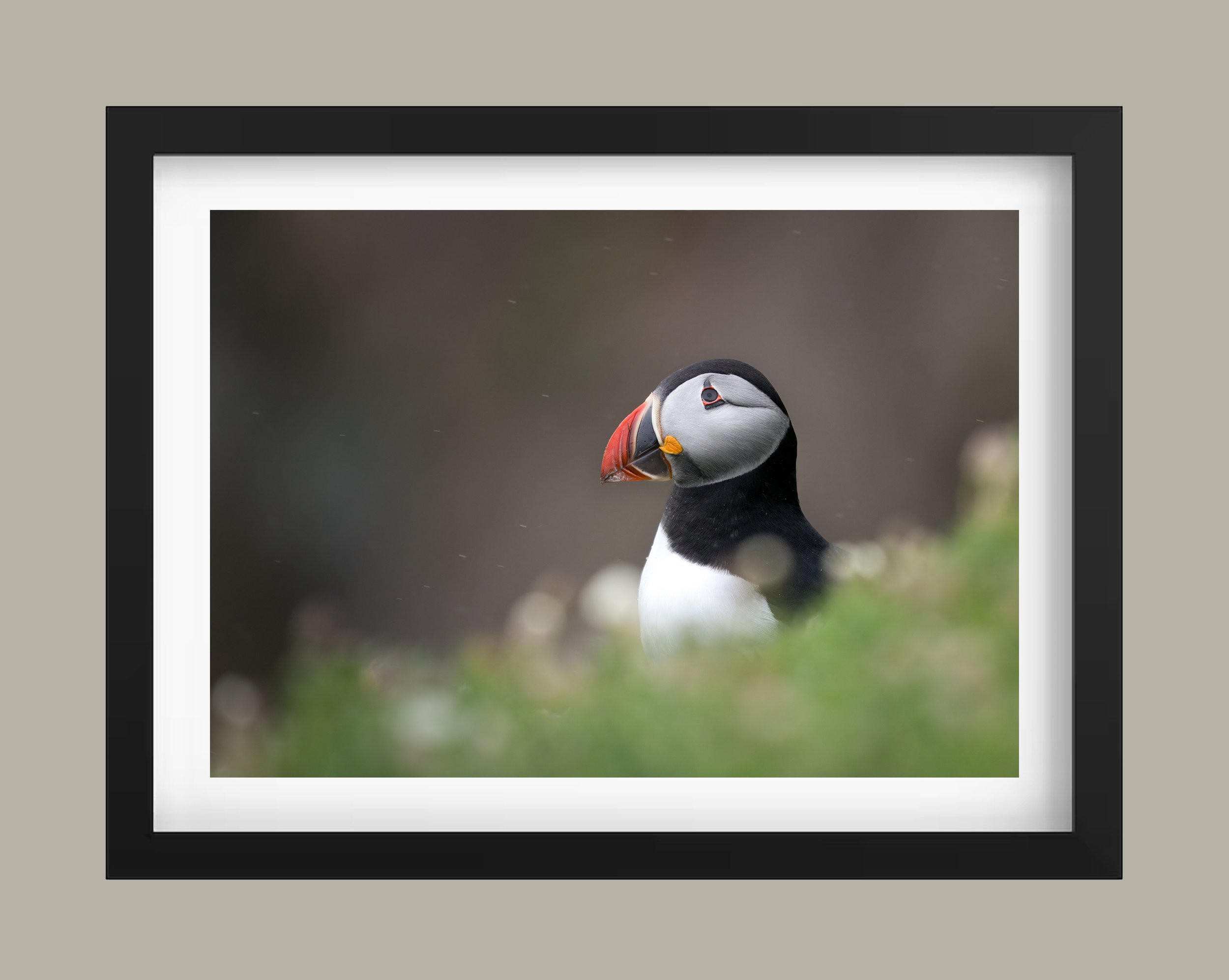 puffin watching the rain.jpg