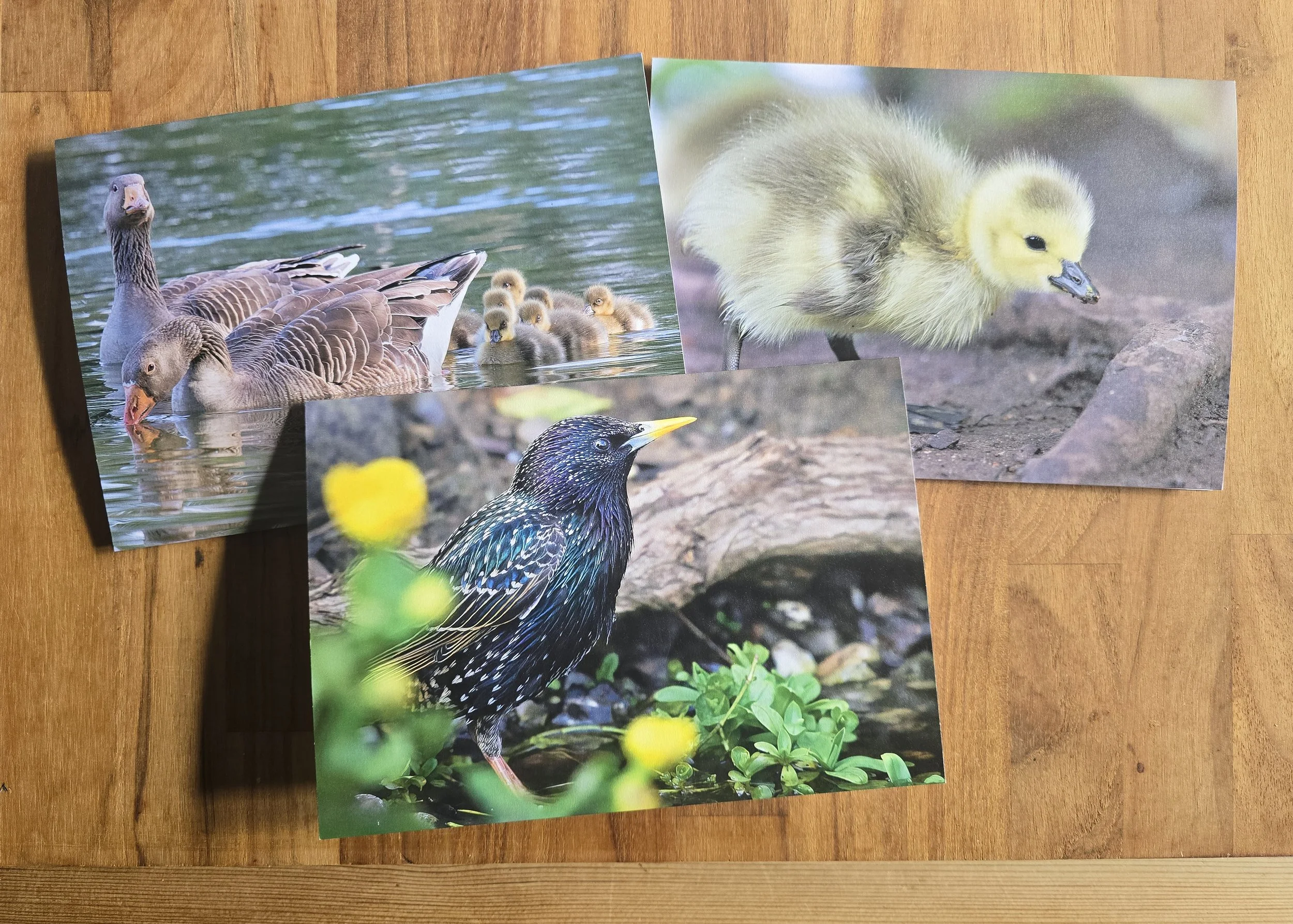 6 pack wildlife greeting cards - All profits from every card sale help support The Joanna Wildlife Hospital