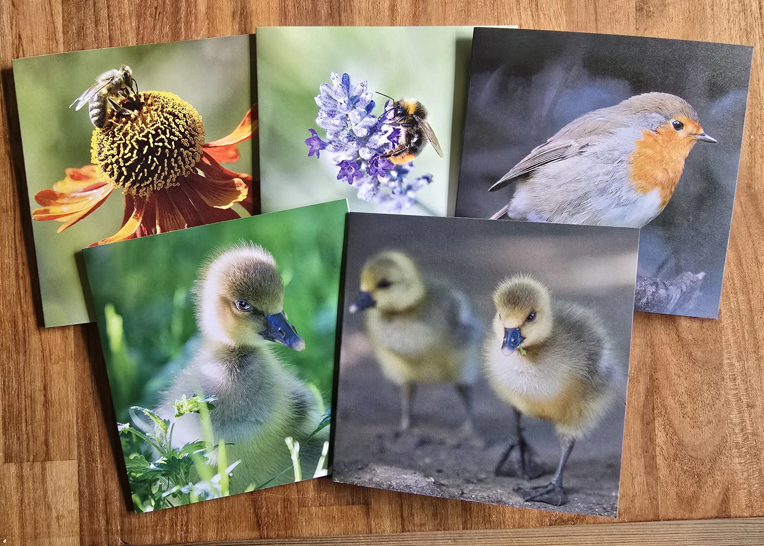 10 pack wildlife photo greeting cards - All of profits from every card sale help support The Joanna Wildlife Hospital