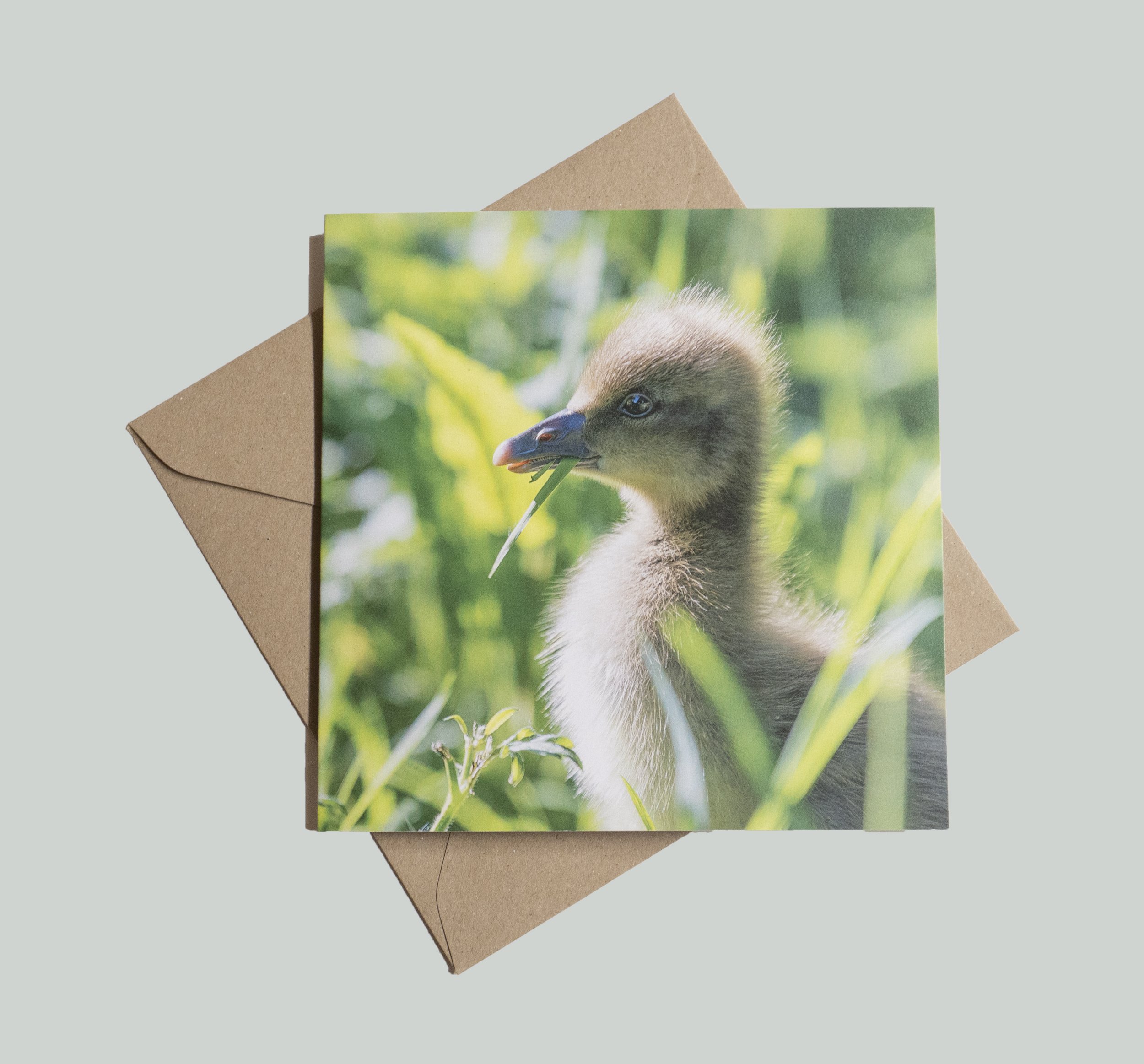 gosling duckling grass.jpg