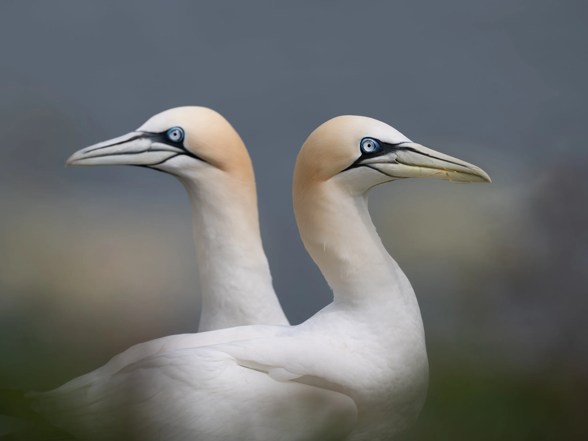 DSC_1155-Edit.JPG