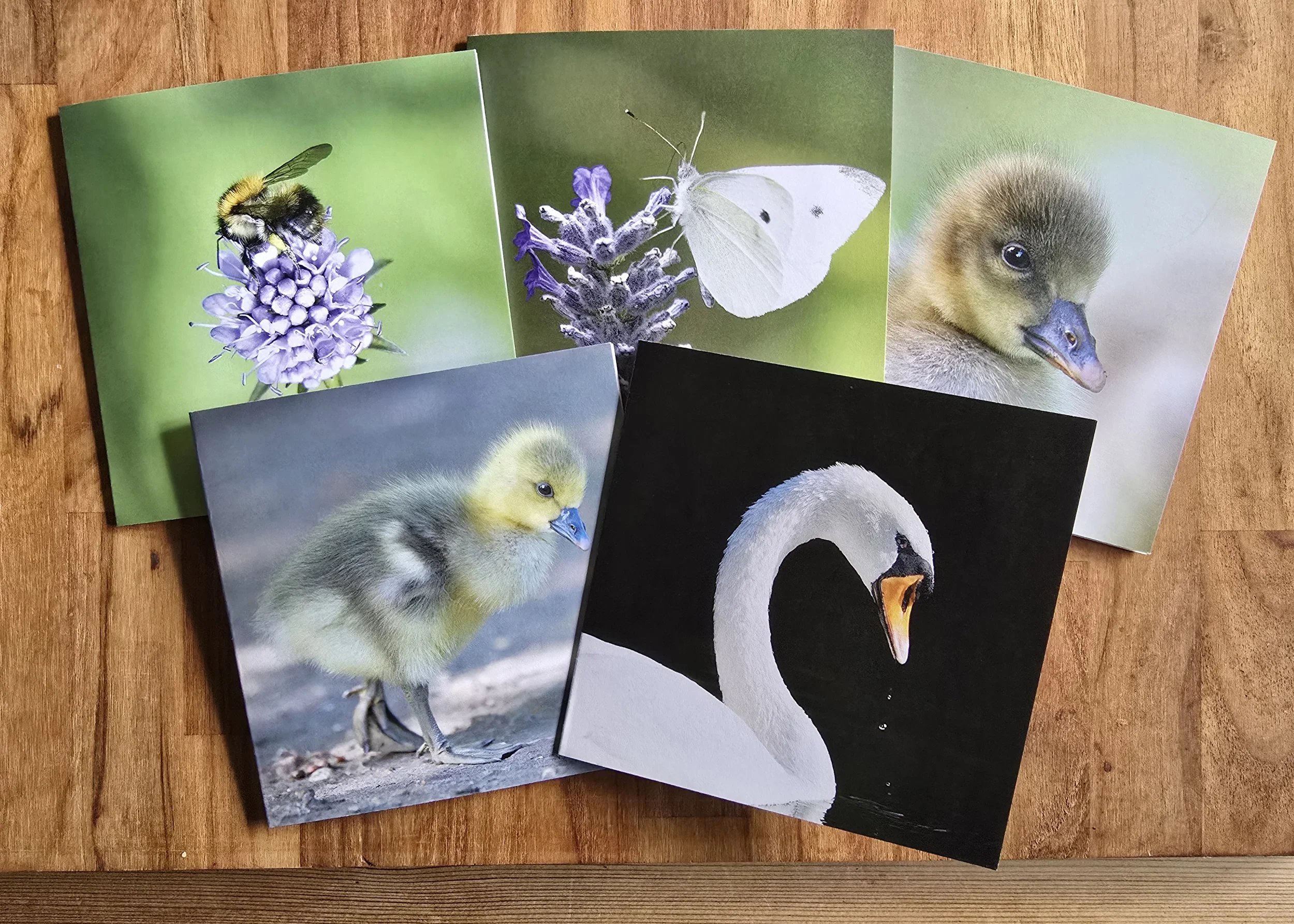 10 pack wildlife greeting cards - All profits from every card sale support The Joanna Wildlife Hospital