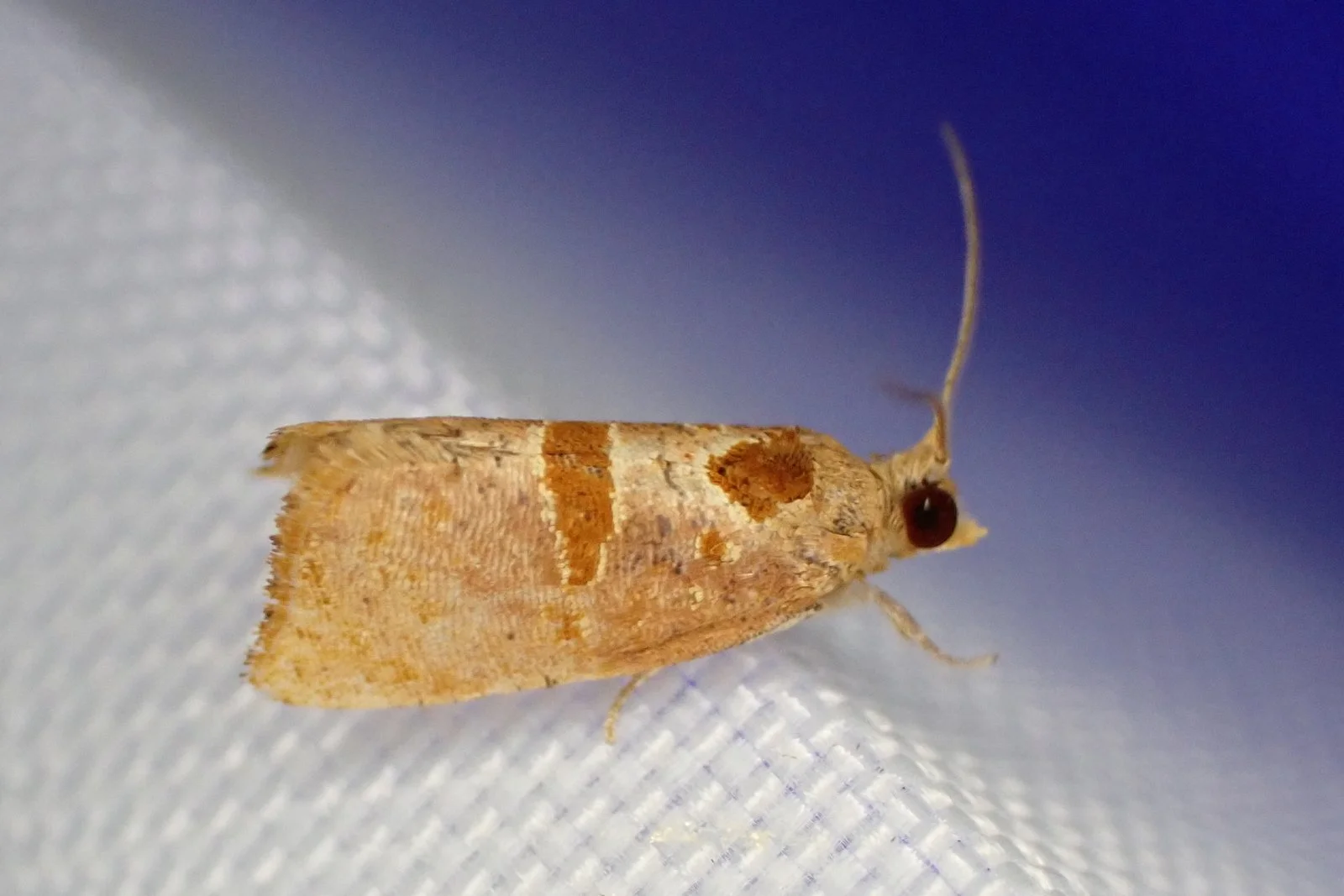 Glyphidoptera insignana