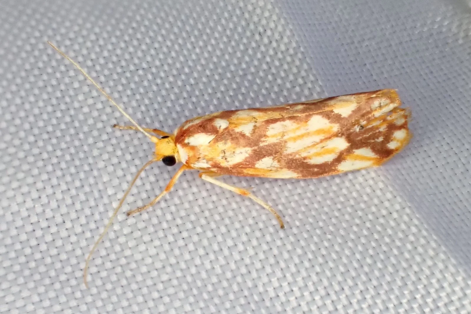 Lactura panopsia