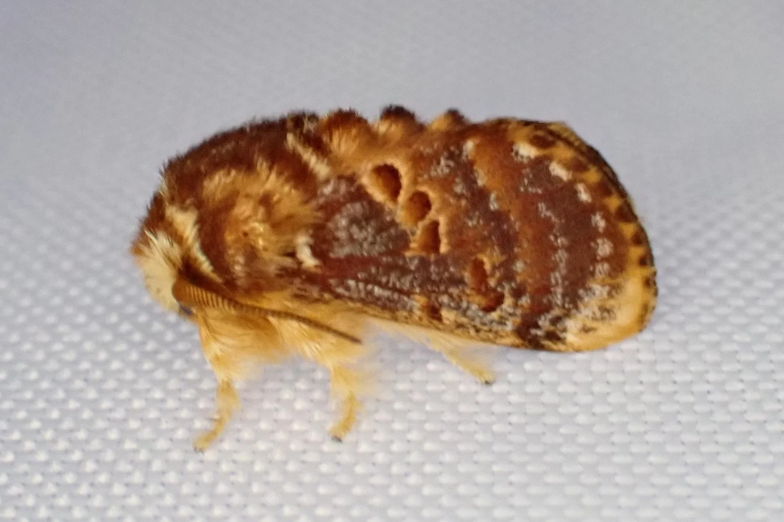 Pseudanapaea denotata