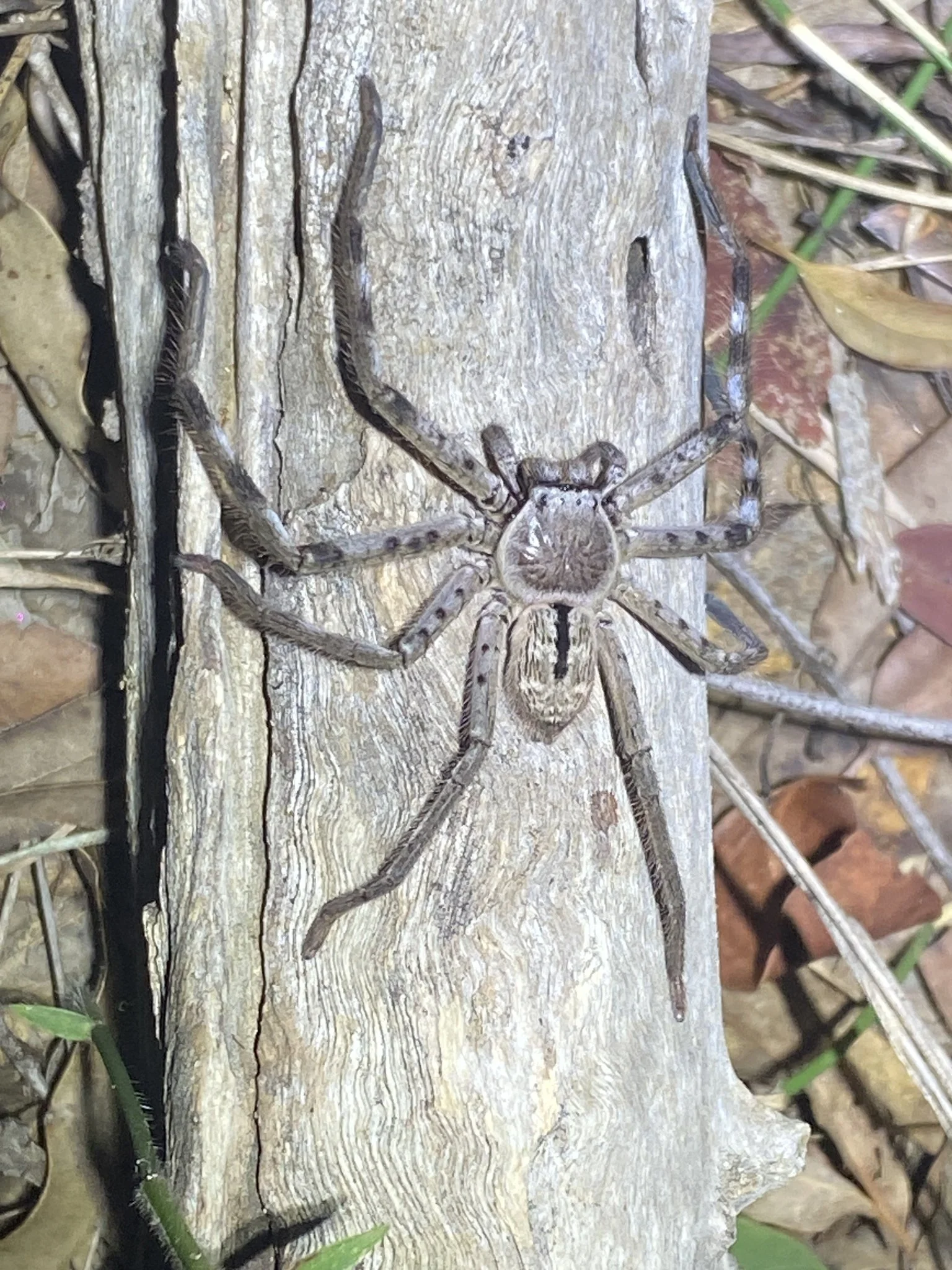 Holconia immanis