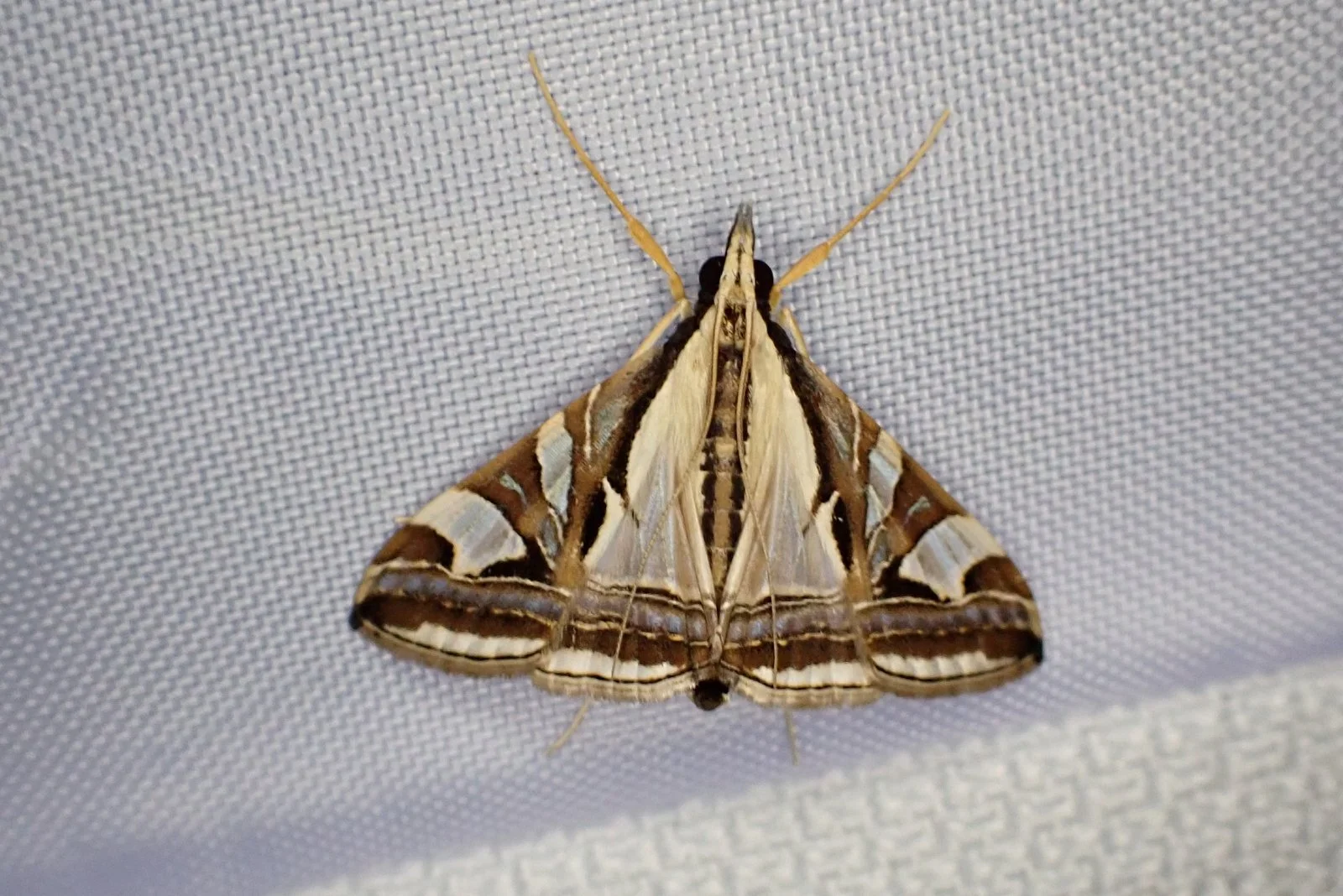 Agrioglypta excelsalis