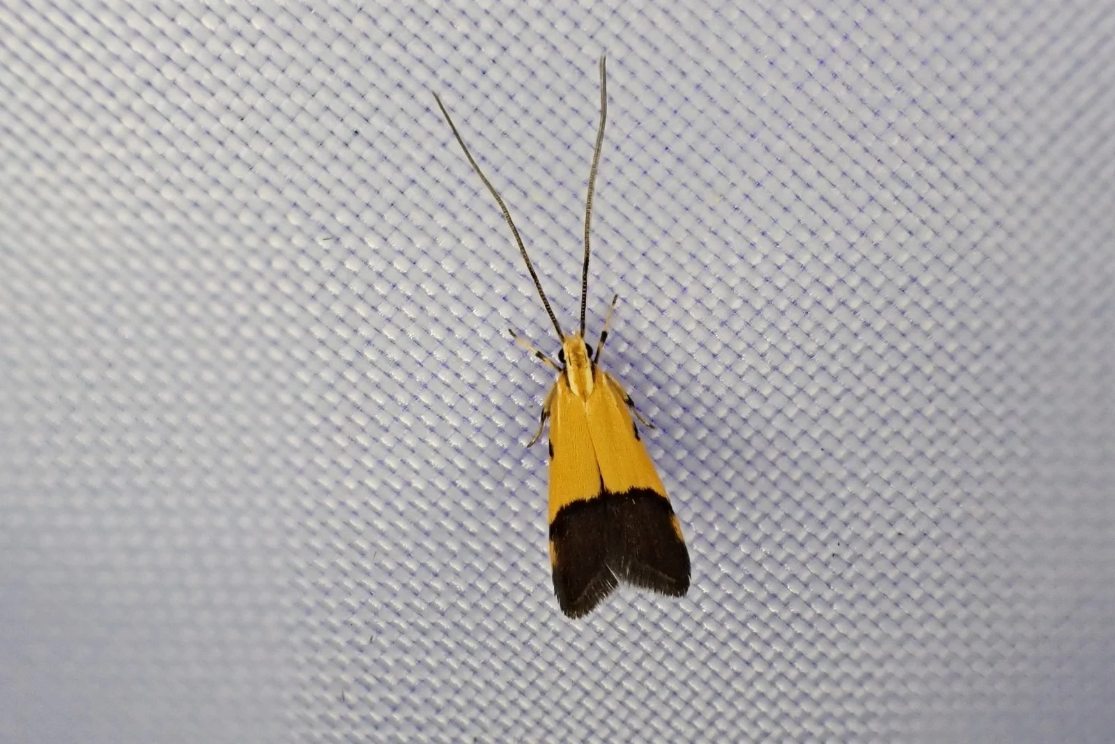 Crocanthes micradelpha