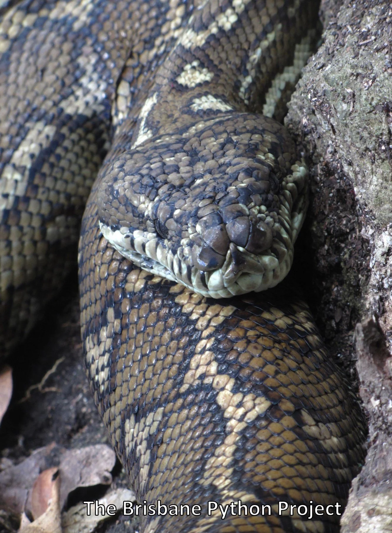 The Coastal Carpet Python